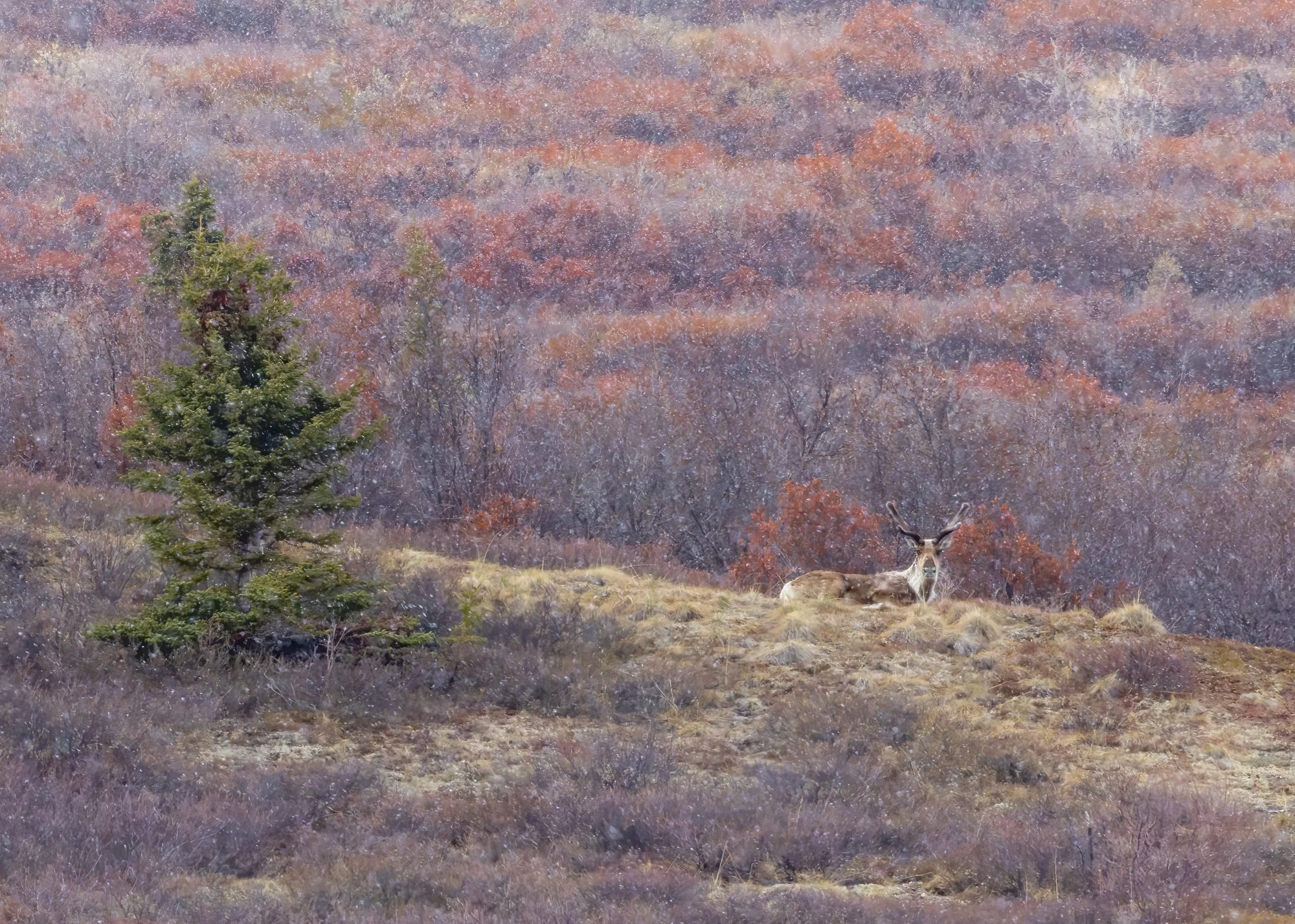 Caribou in the snow.jpg