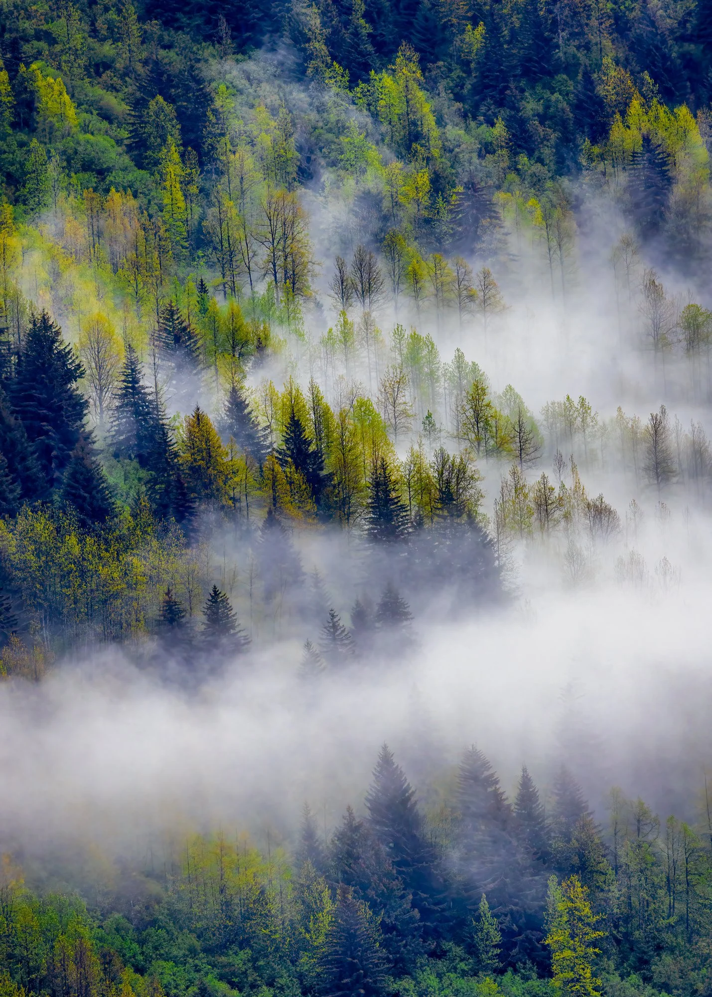 Unveiling - Bellagio International Gallery Collection