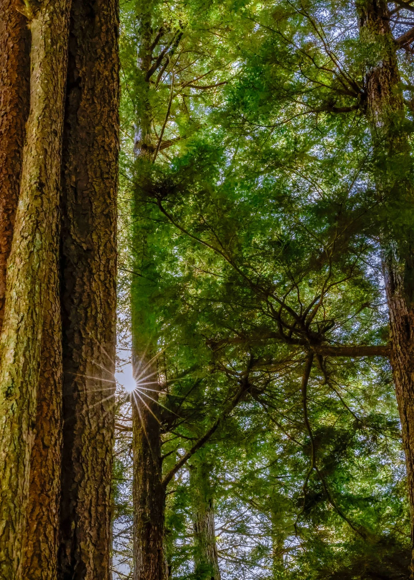 Sunburst in trees.jpg