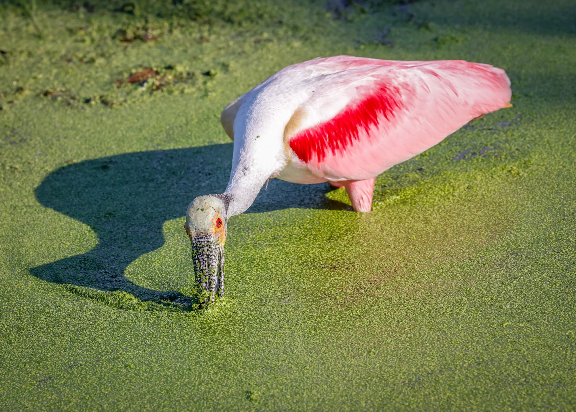 Spoonbill 2.jpg