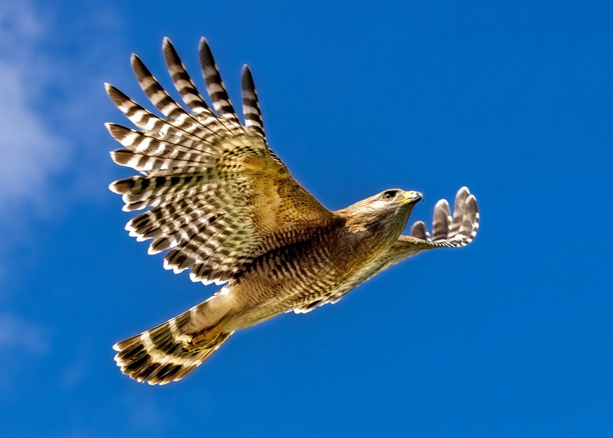 Hawk curl flight.jpg