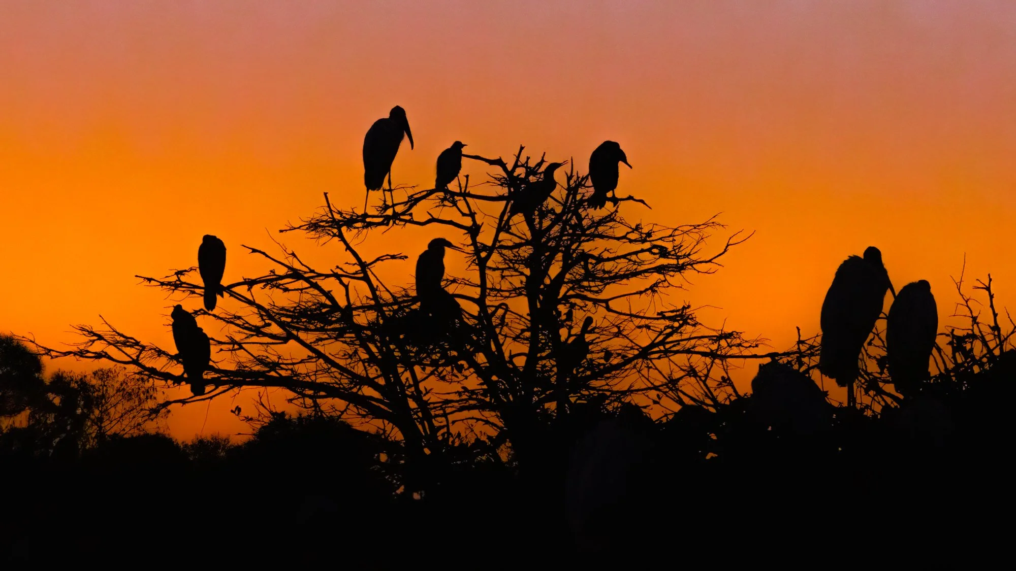 Sunrise roost.jpg