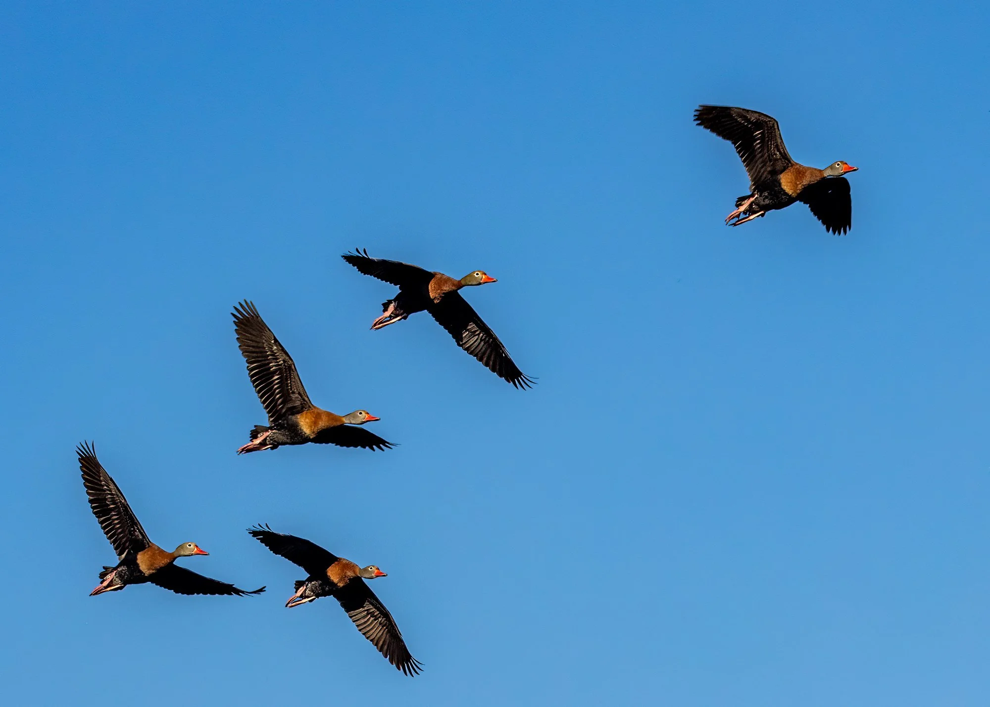 Duck formation.jpg