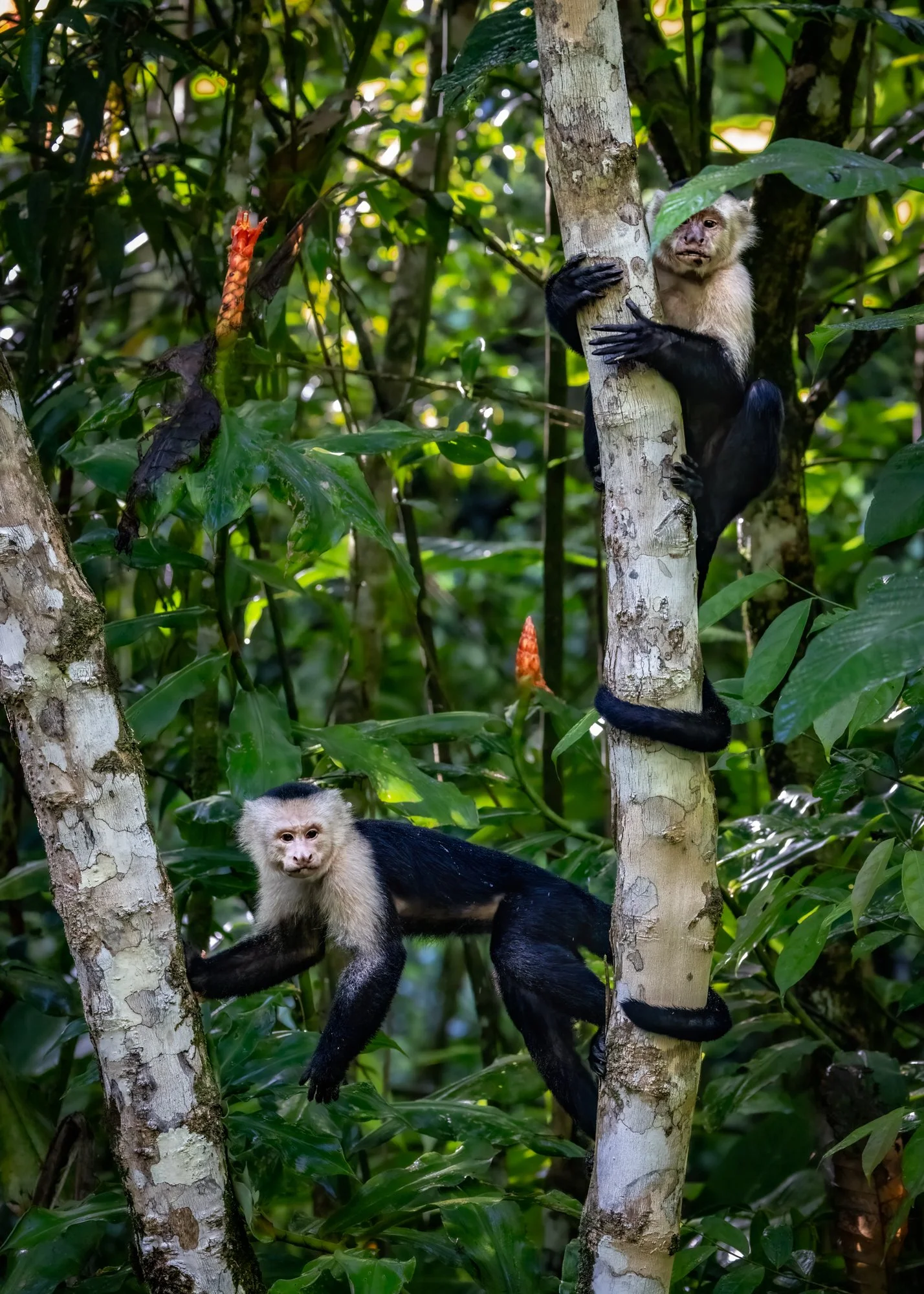 White Faced Capuchins.jpg