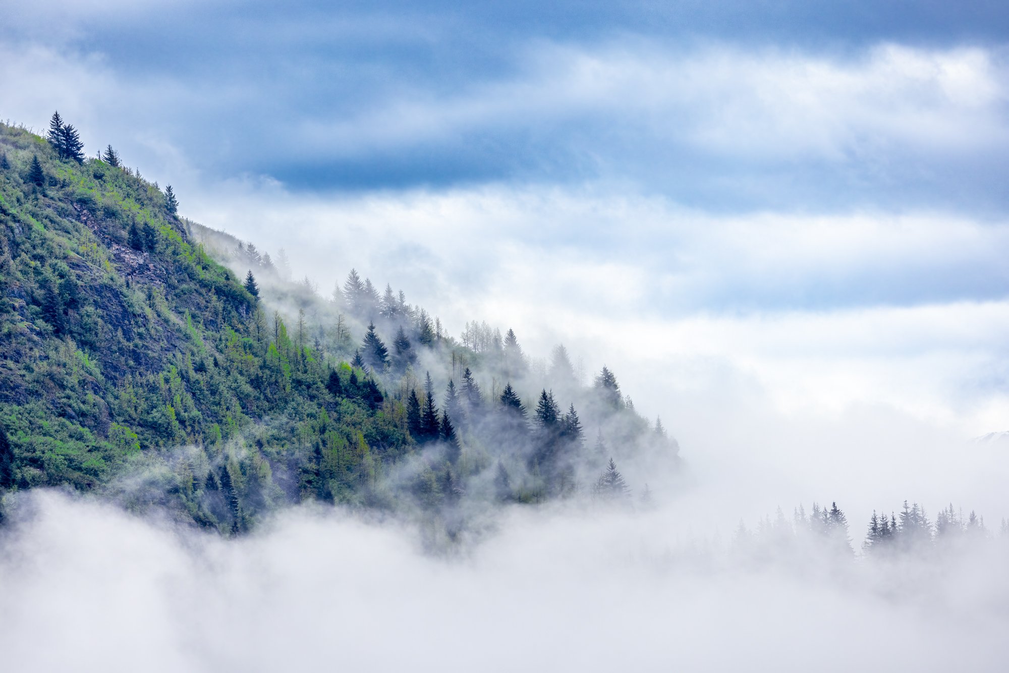 Alaskan forest in the clouds.jpg