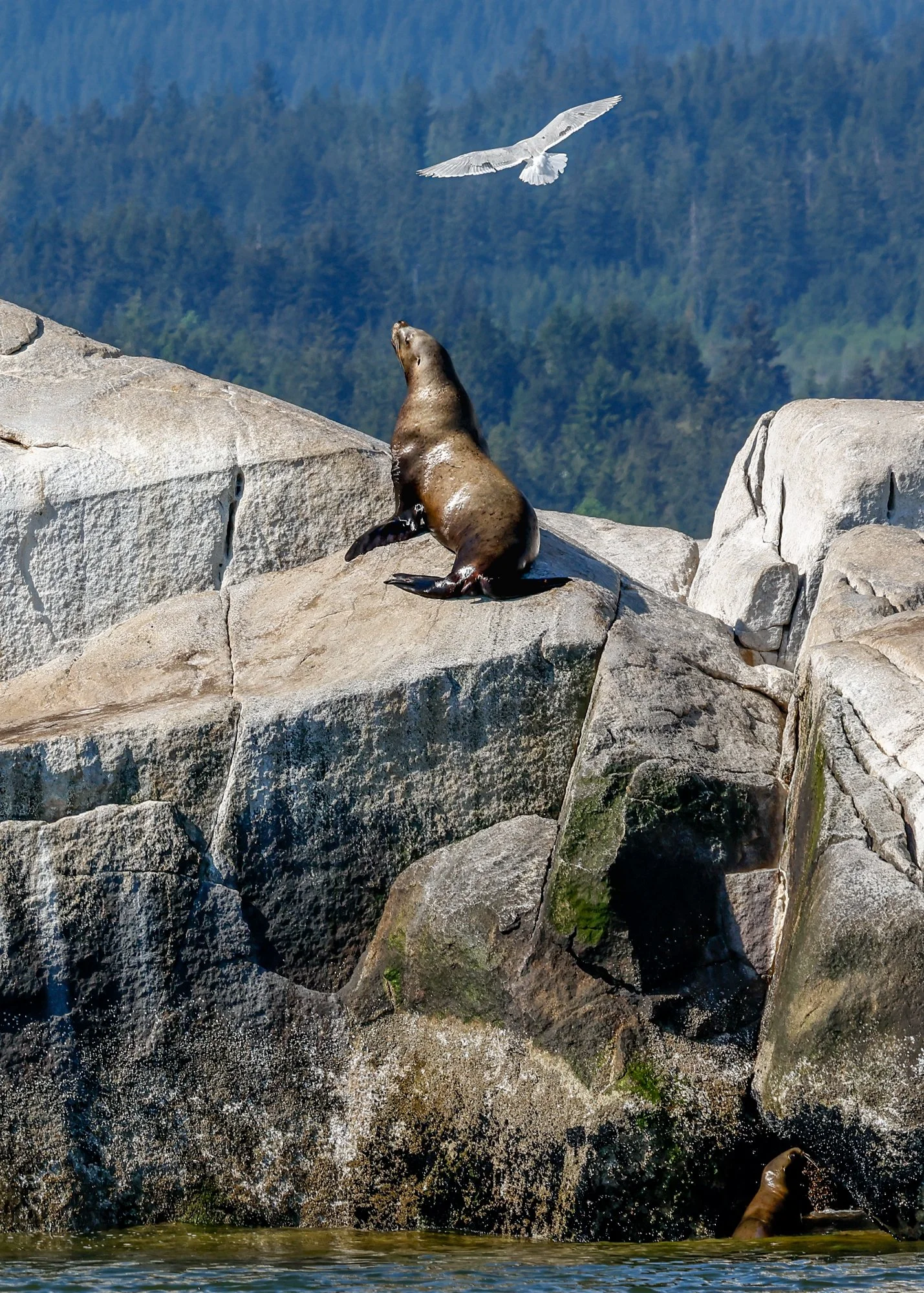 Sea Lion and bird.jpg