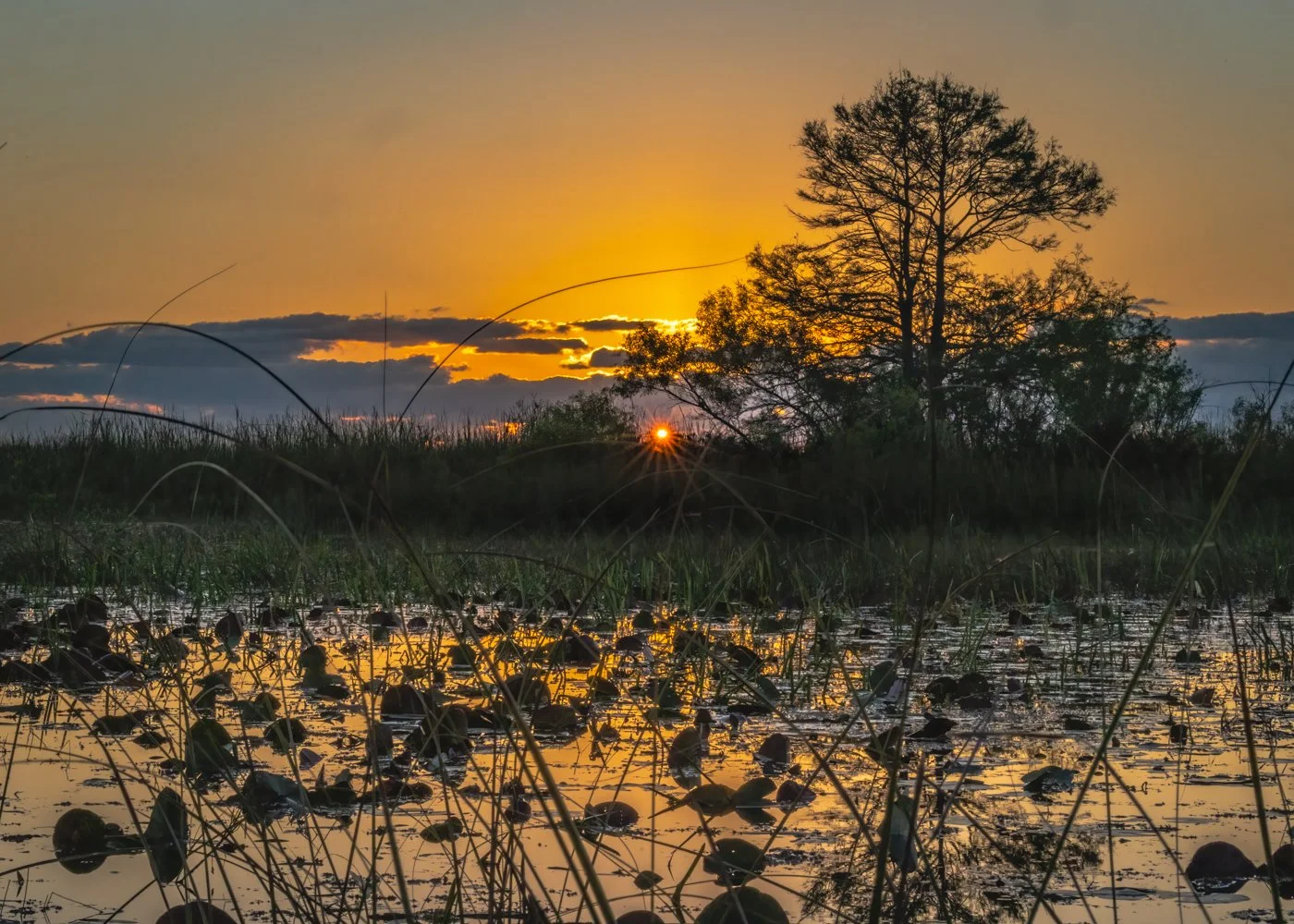 Everglades Sunrise