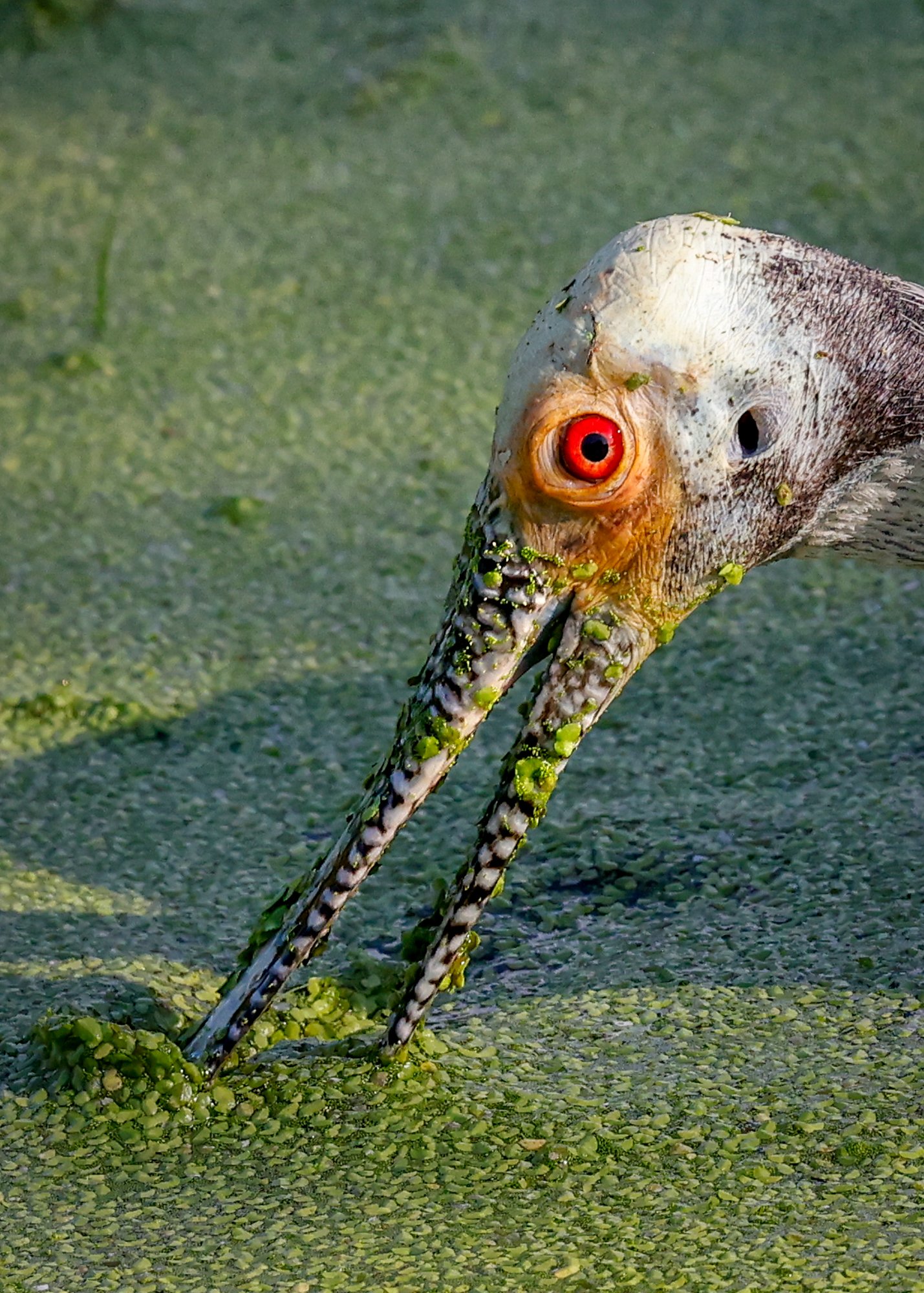 Spoonbill portrait.jpg