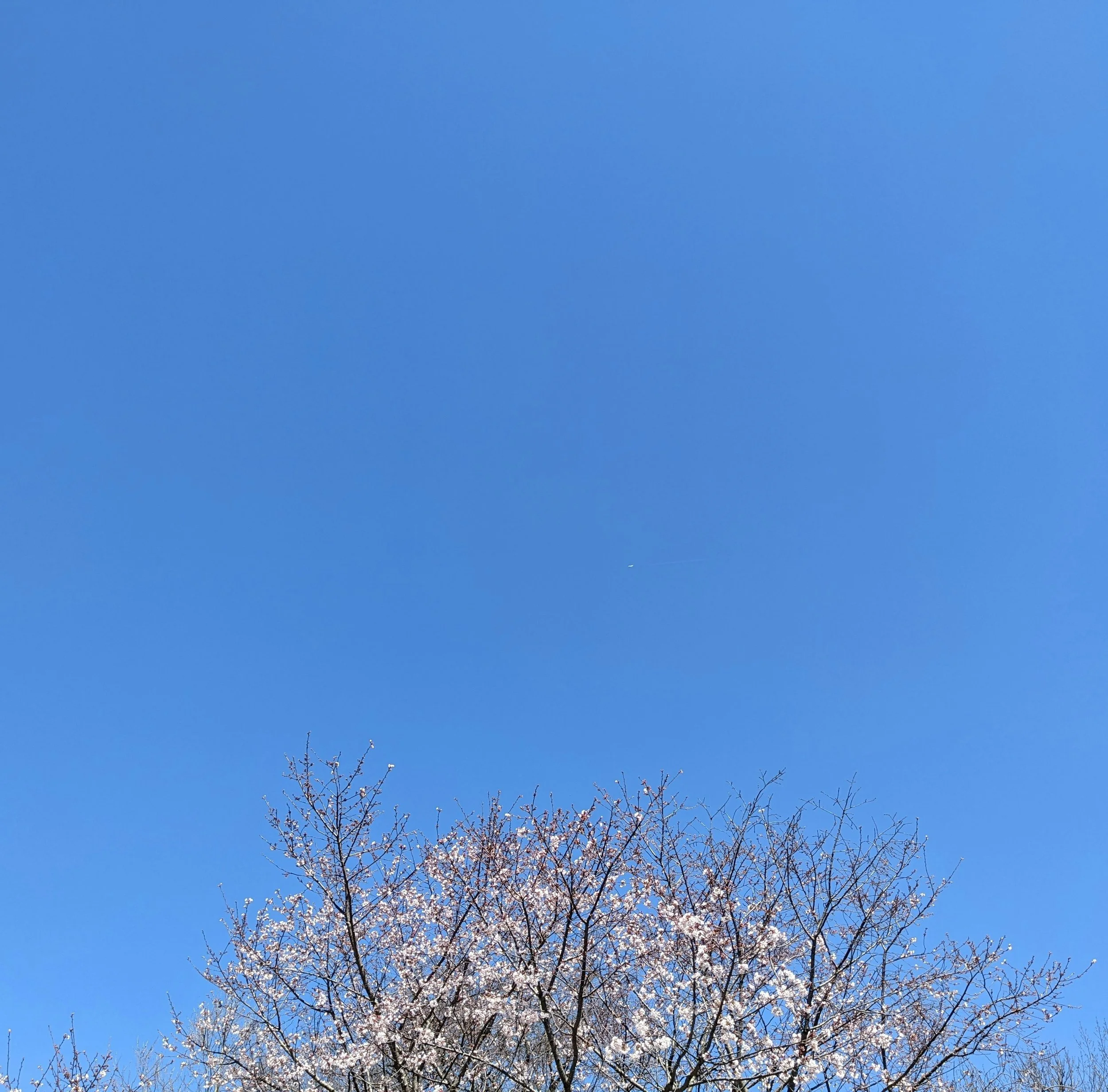 Blå himmel med några späda träd med vita blommor.