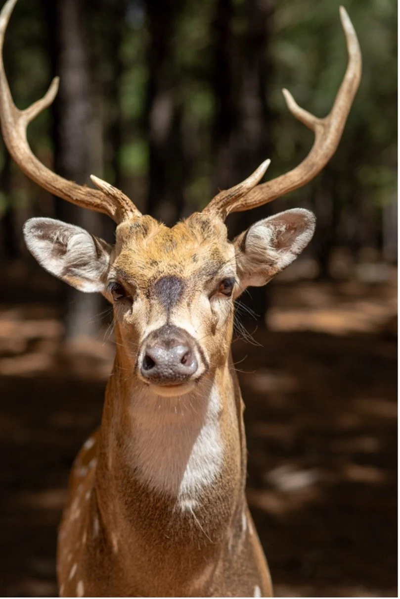 The Axis on My Plate: Care, Killing, and Exotic Meat in Texas