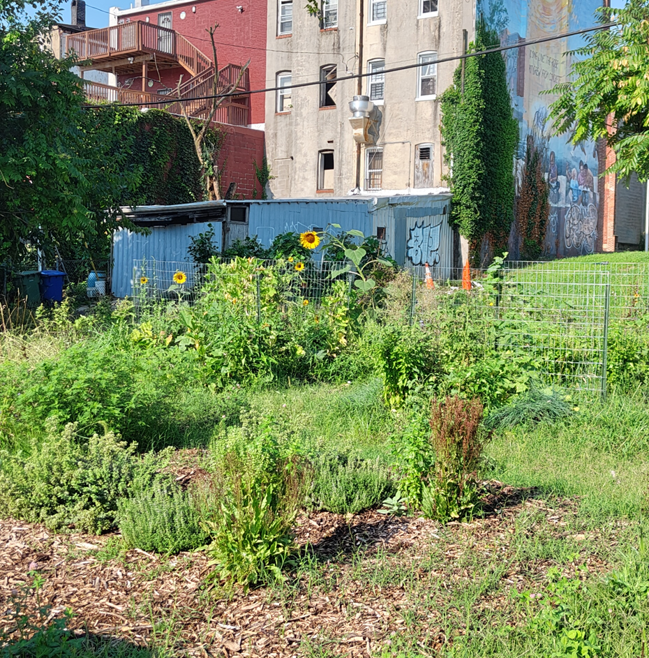 Urban Gardening: Precarity and Instability in Baltimore, Maryland