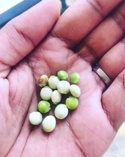 Figure 2: The author holding deshelled pigeon peas after an afternoon of peeling beside an elder in the Batey Libertad community in December 2022