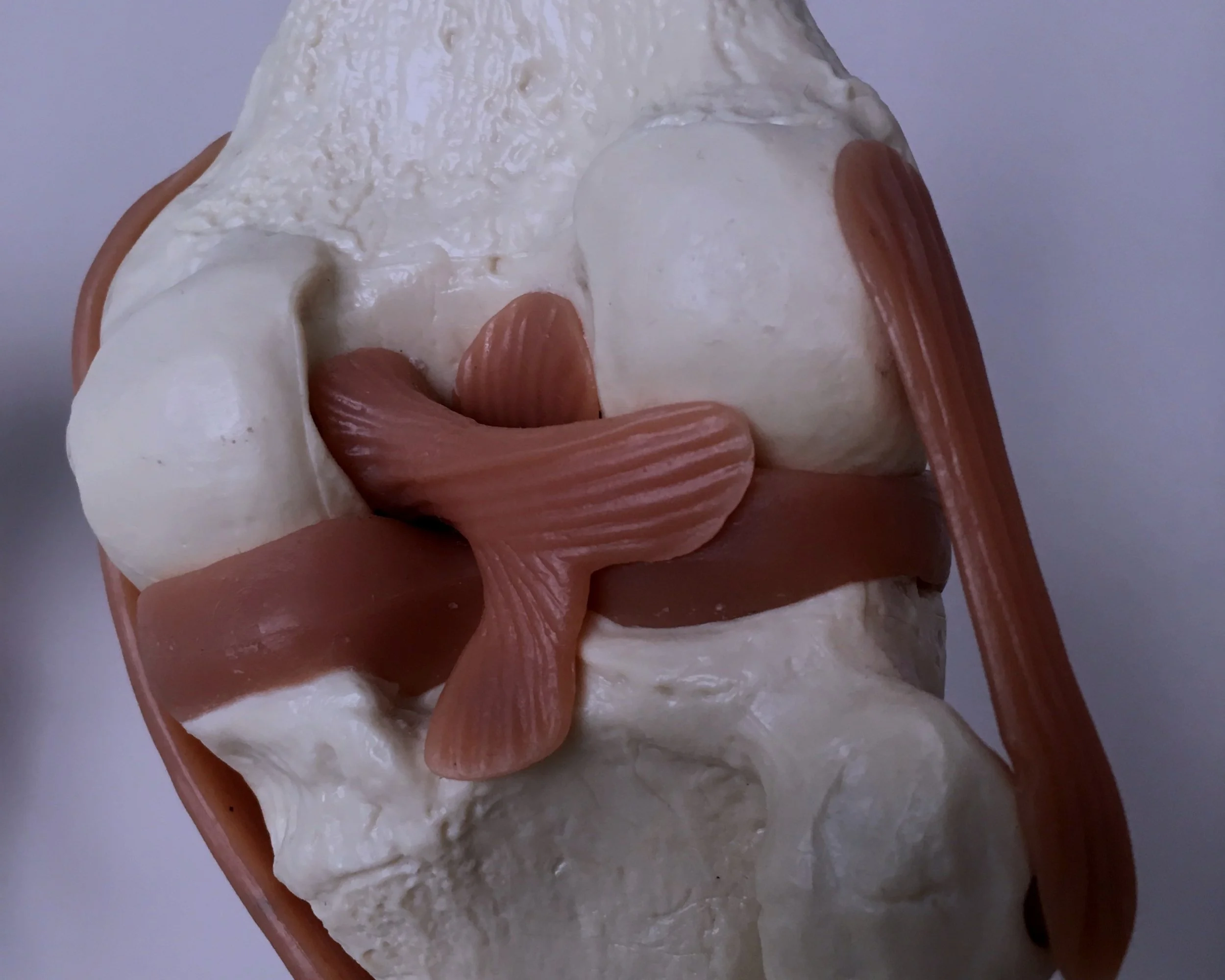 "The Cruciate Ligaments - die Kreuzbänder: Entwicklung, Innervation, Propriozeption und Pathologie"