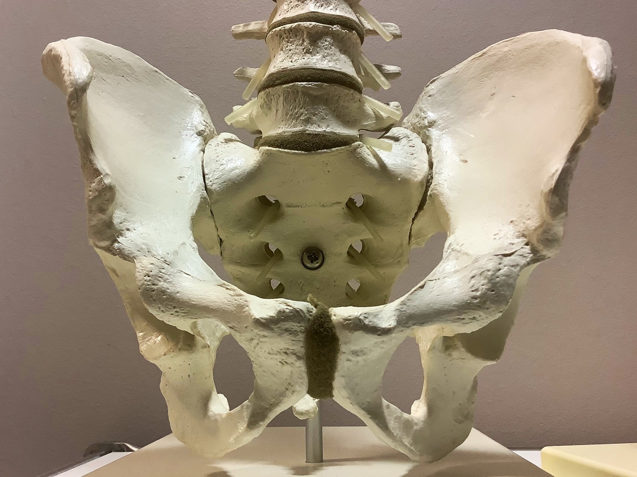 Symphysis Pubis - Irritationen und Verletzungen: Ursachen, Pathomechanismen und Behandlung