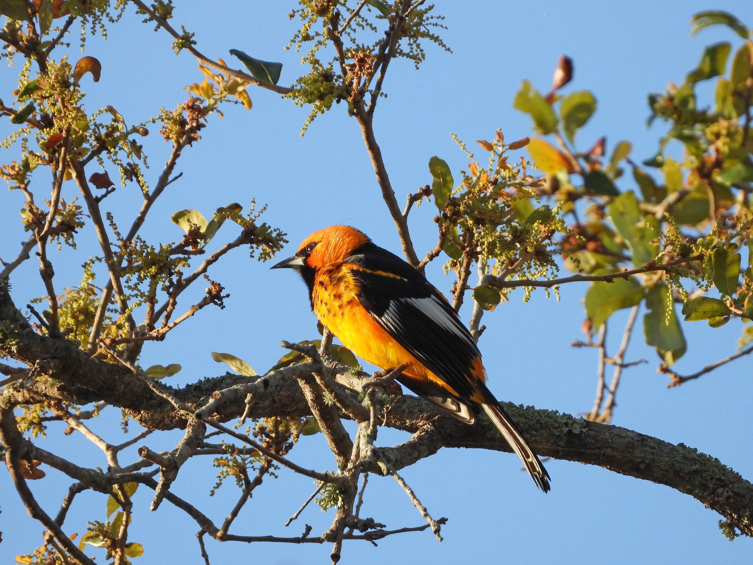 Tropical Audubon: Highland Oaks Park Birding