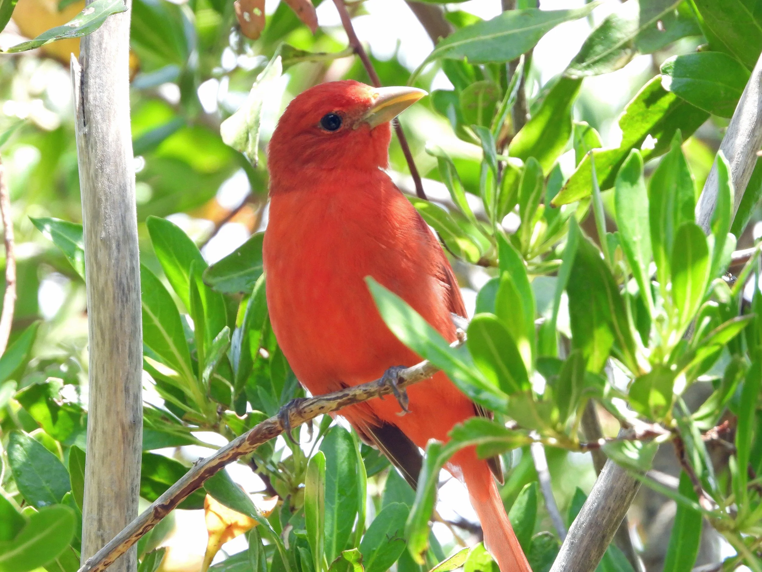 Tropical Audubon: A.D. Barnes Park Birding