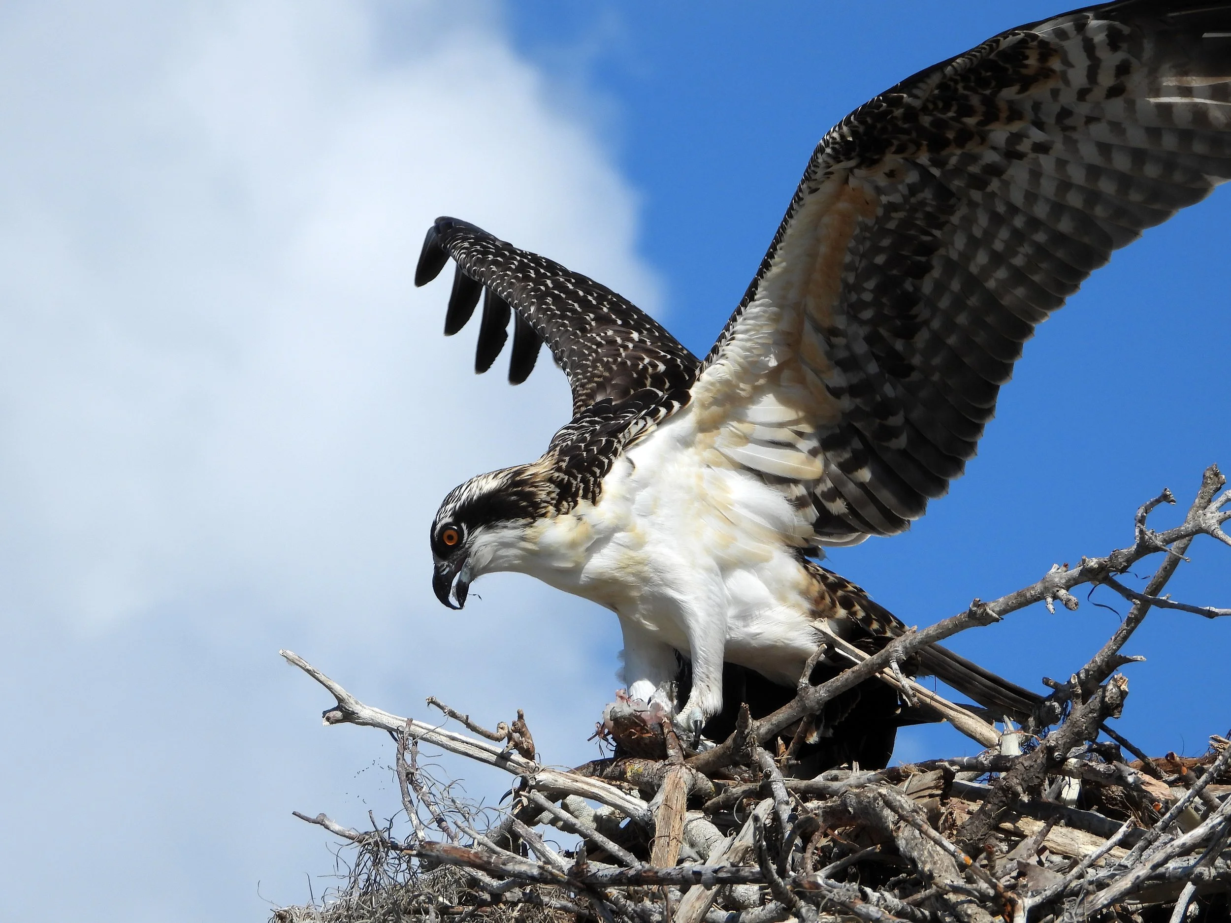Tropical Audubon: Flamingo Area Birding