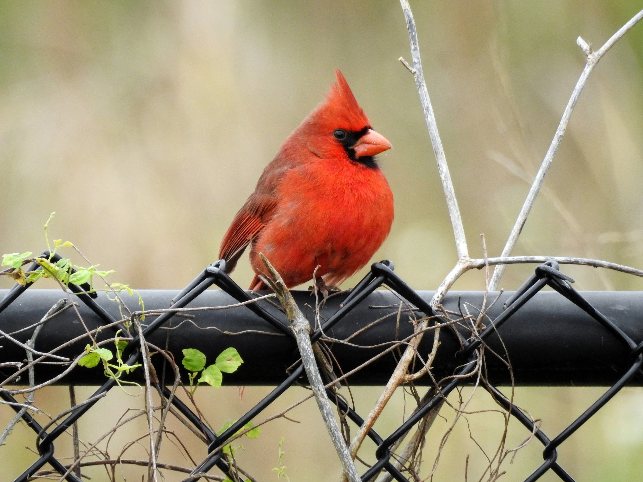 Miami-Dade Christmas Bird Count