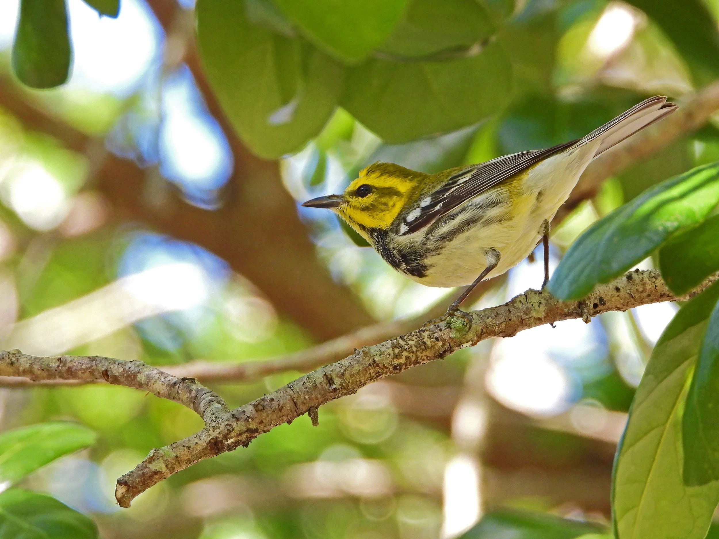 Kendall Area Christmas Bird Count