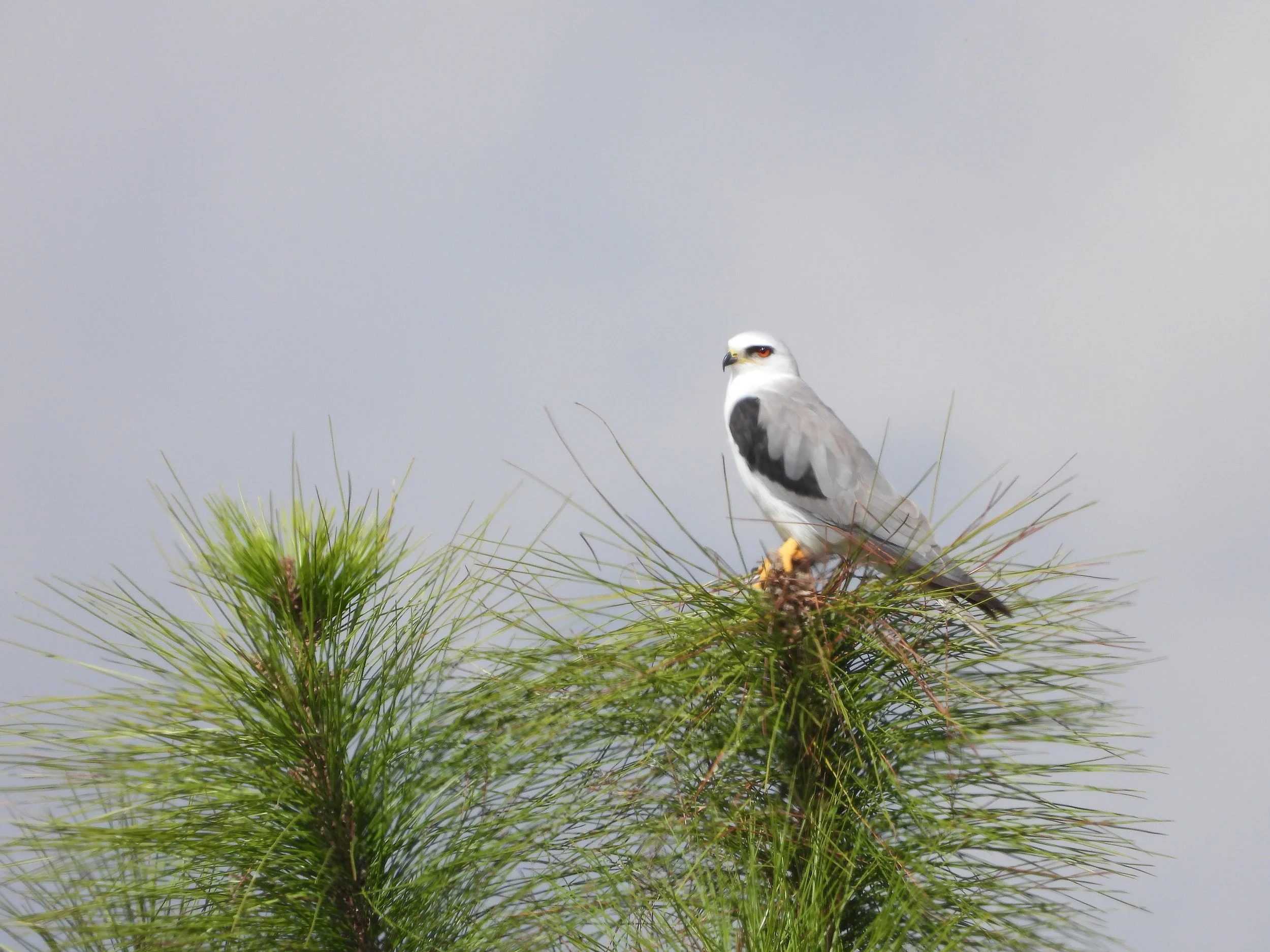 Tropical Audubon: Lucky Hammock Birding