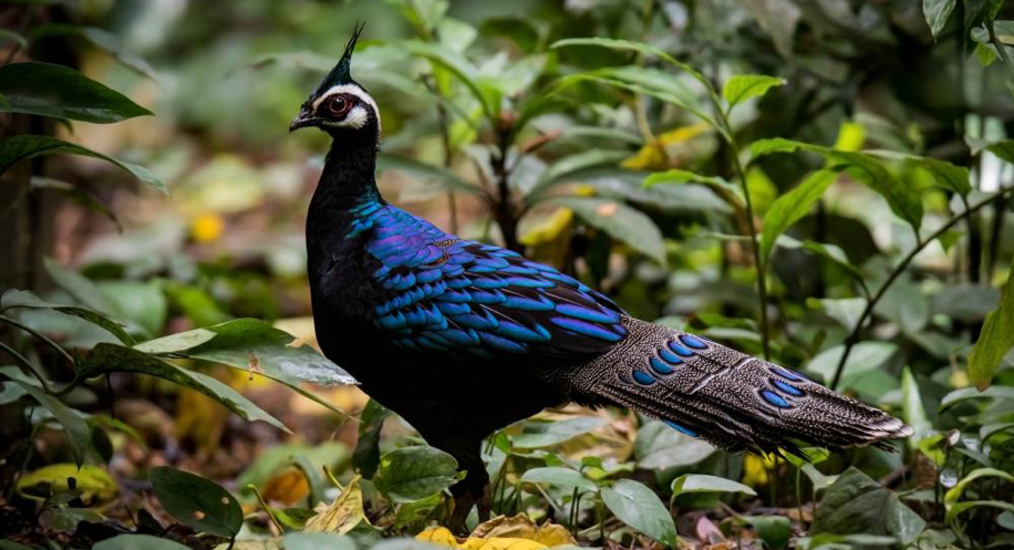 Palawan Culture and Birding
