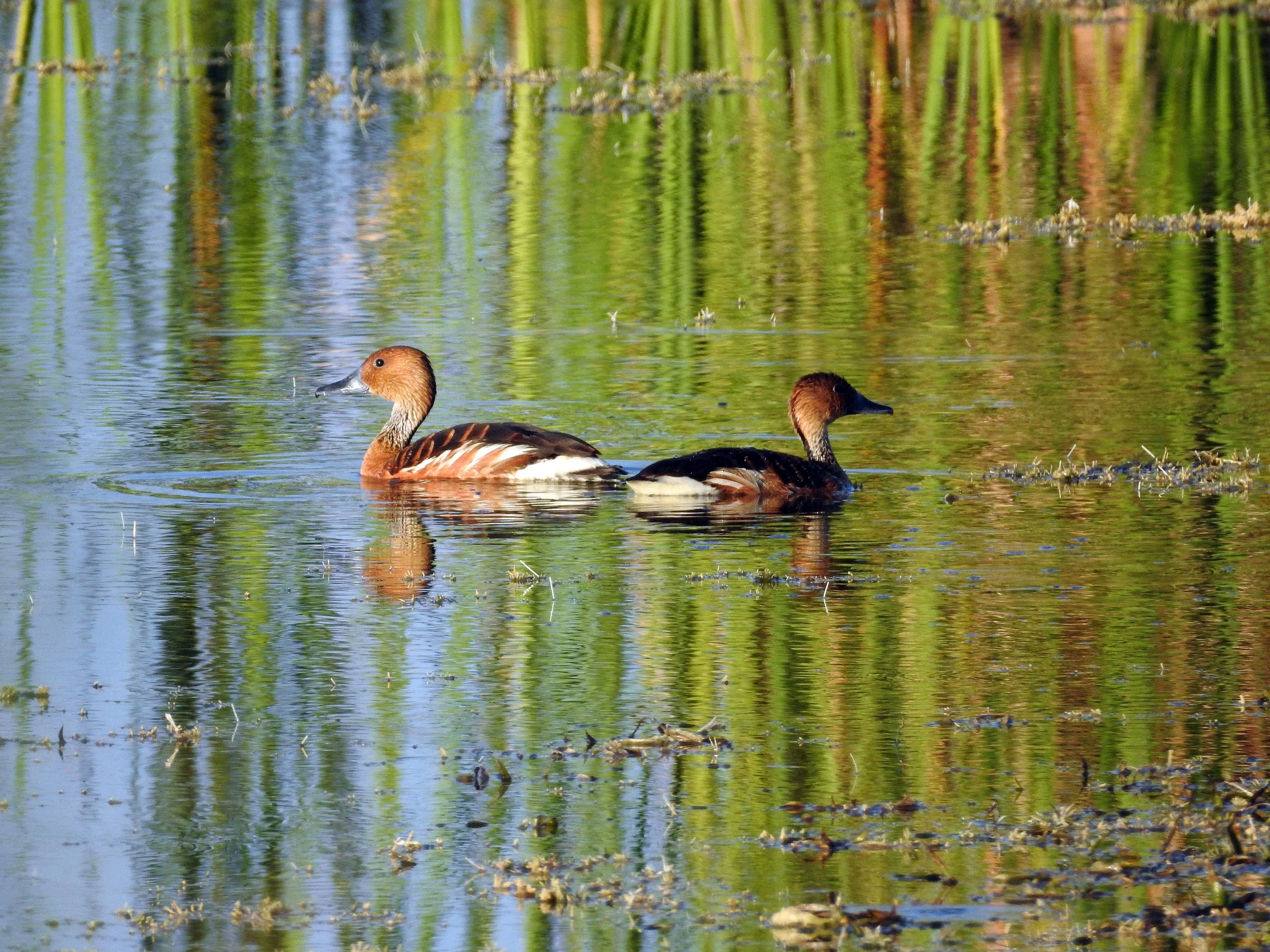 Tropical Audubon: Palm Beach Everglades Birding