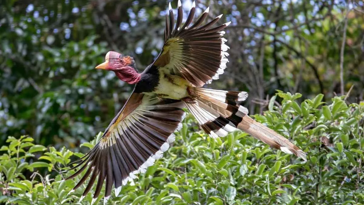 Borneo: Wonders of Sabah