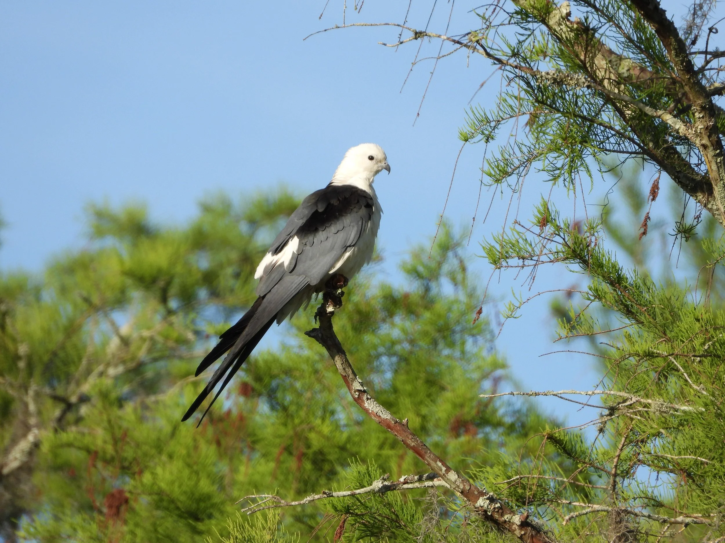 South Florida Specialties Weekend