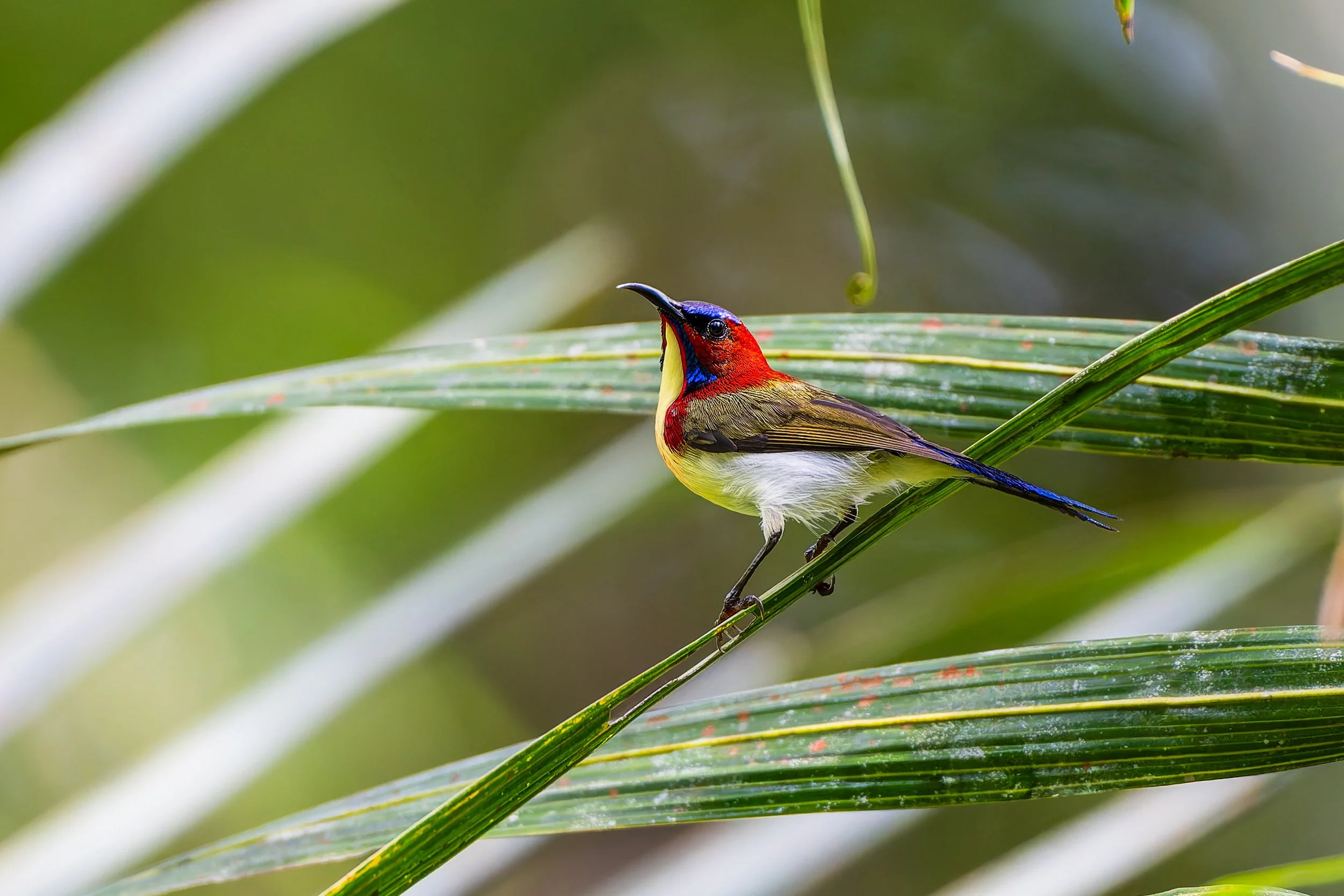Palawan Culture and Birding