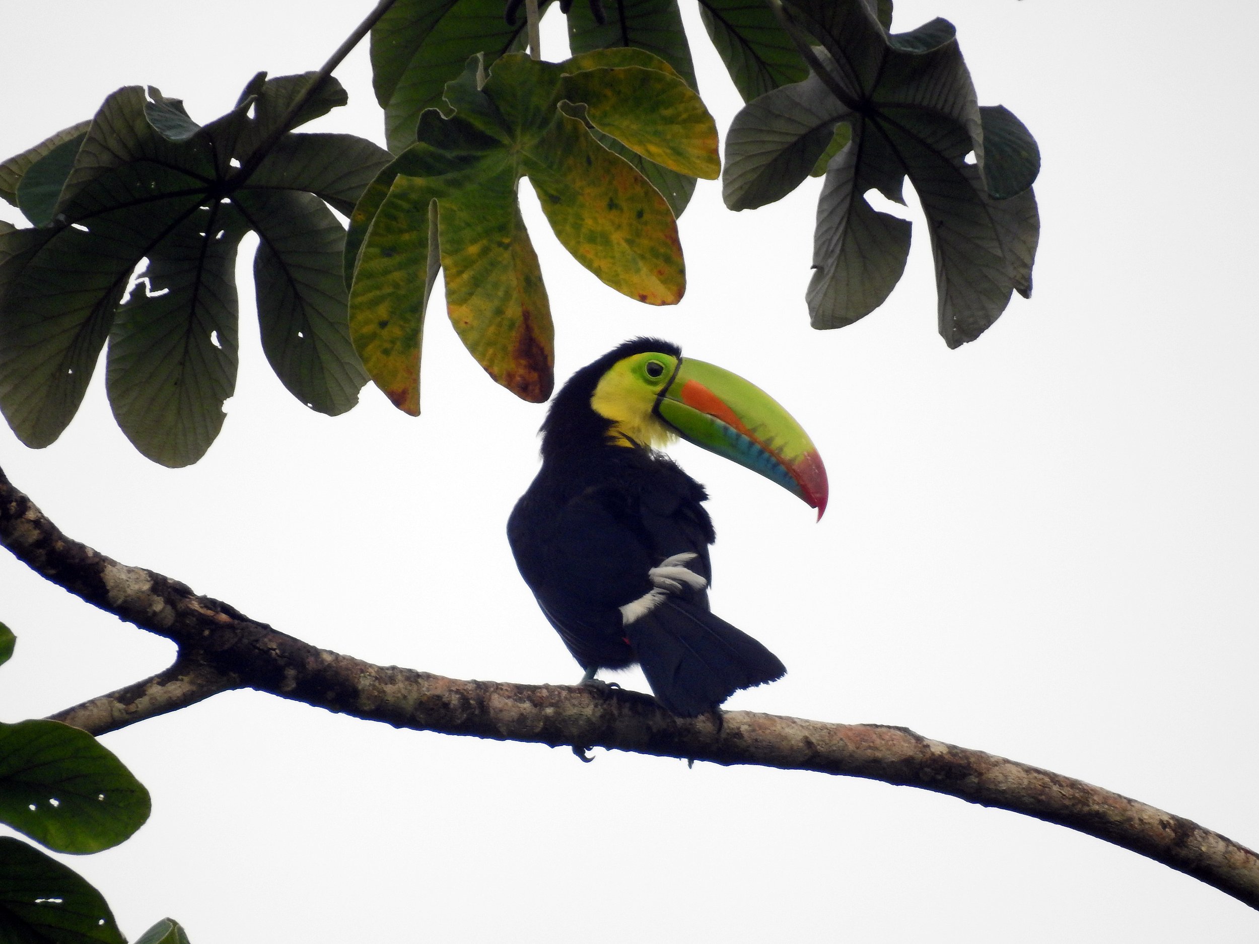 Costa Rica: Arenal Weekend Getaway