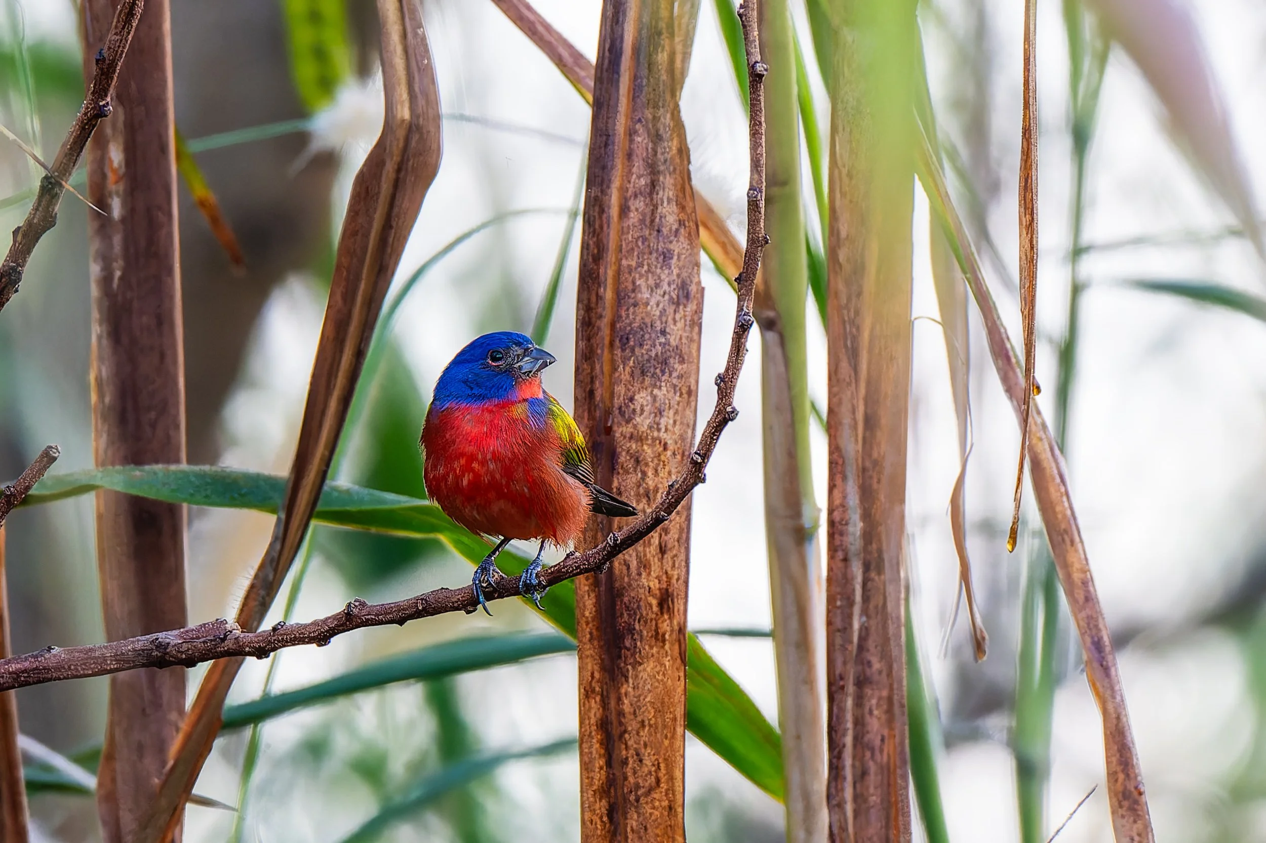 South Florida Targeted Birding