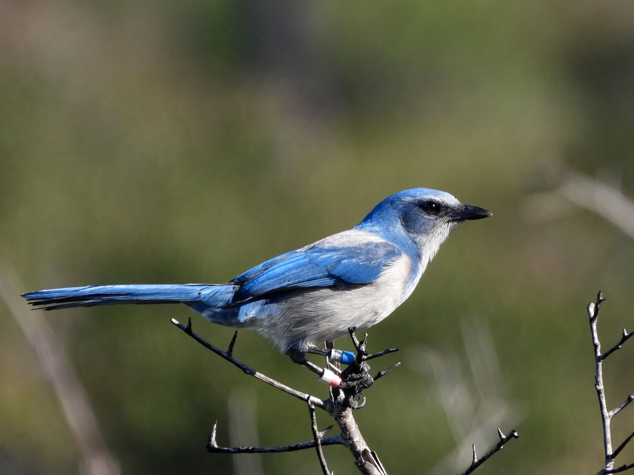 South Florida Targeted Birding