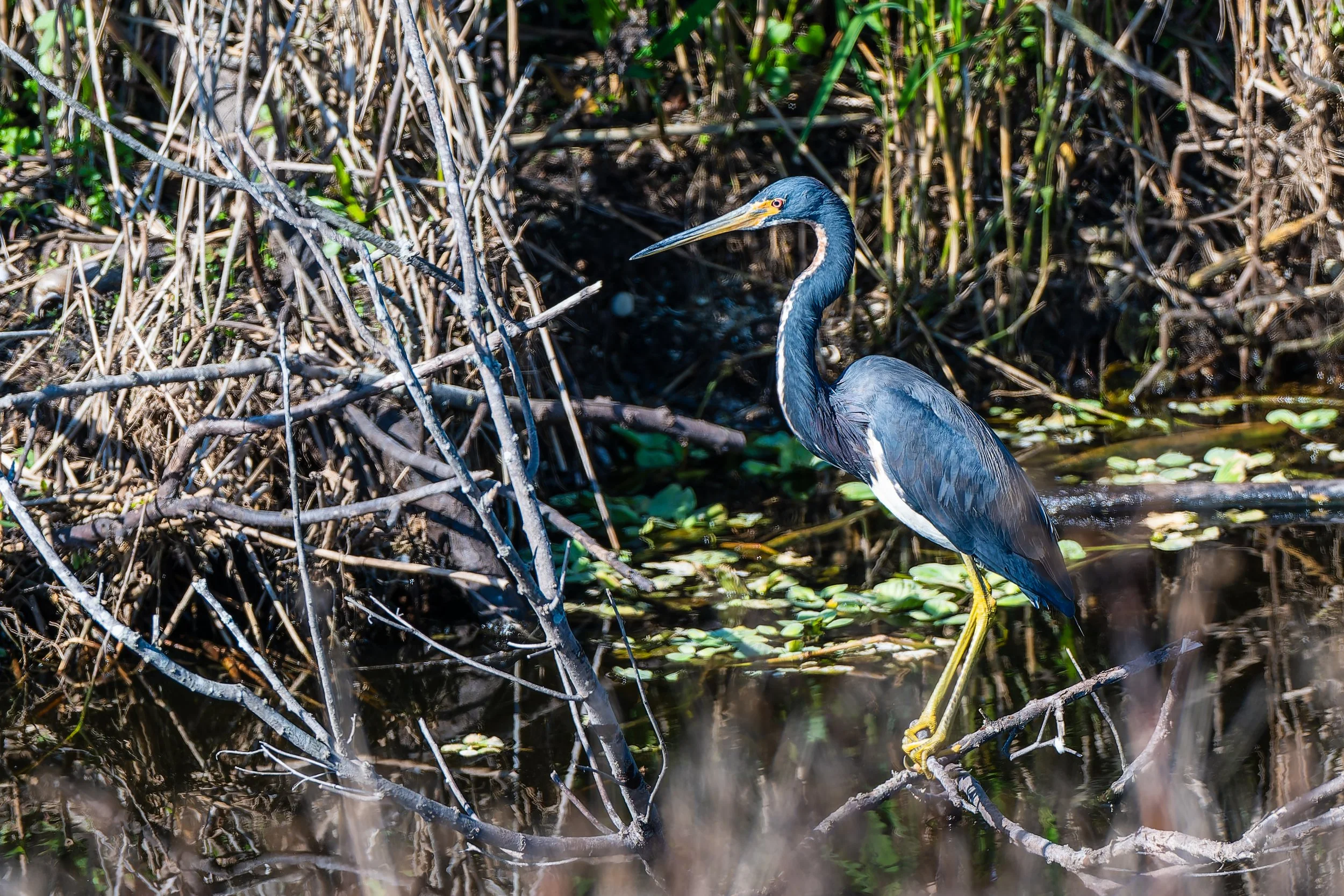 Palm Beach Half Day Tour