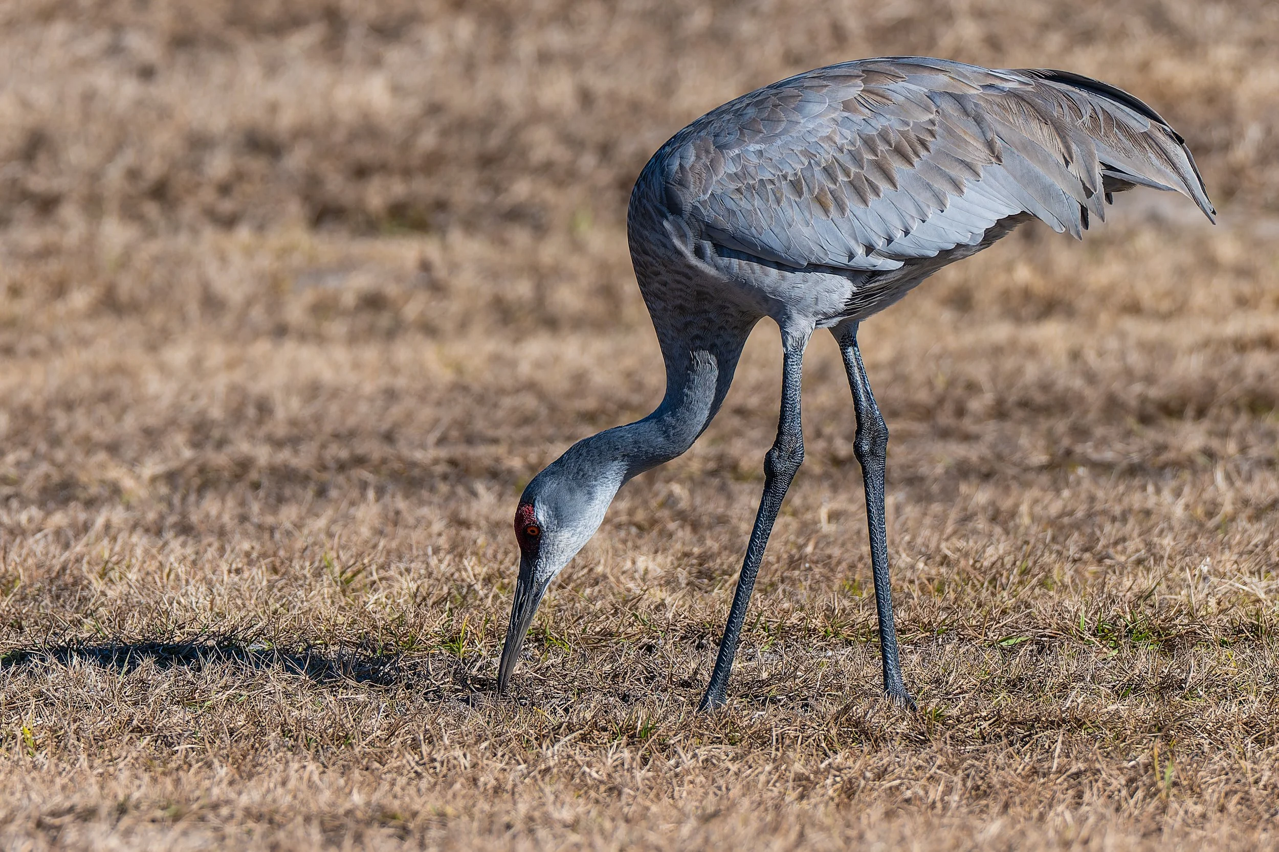 South Florida Targeted Birding
