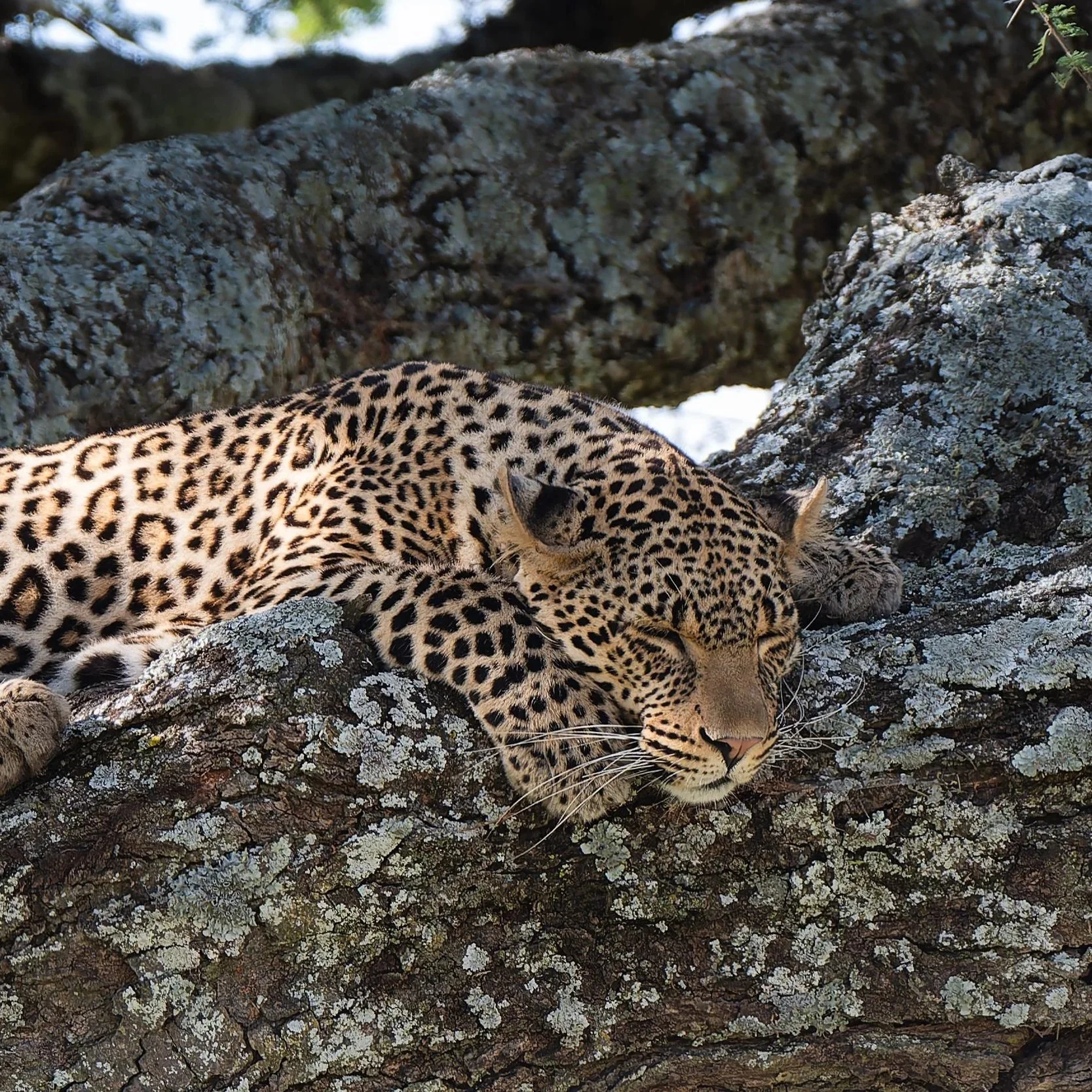 Tanzania: Northern Loop and Zanzibar 2026