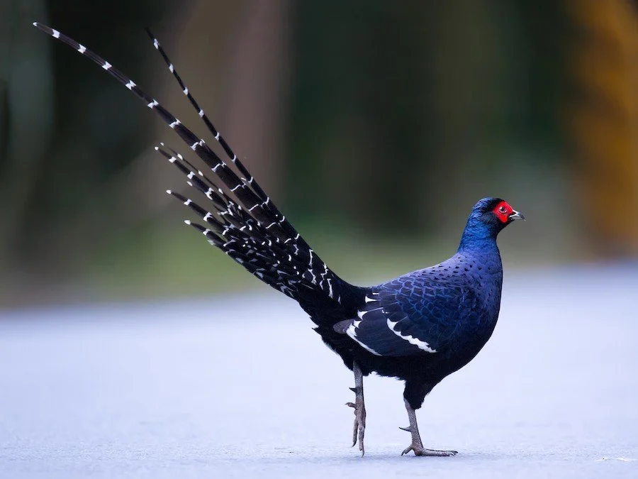 Taiwan: Birds and Culture