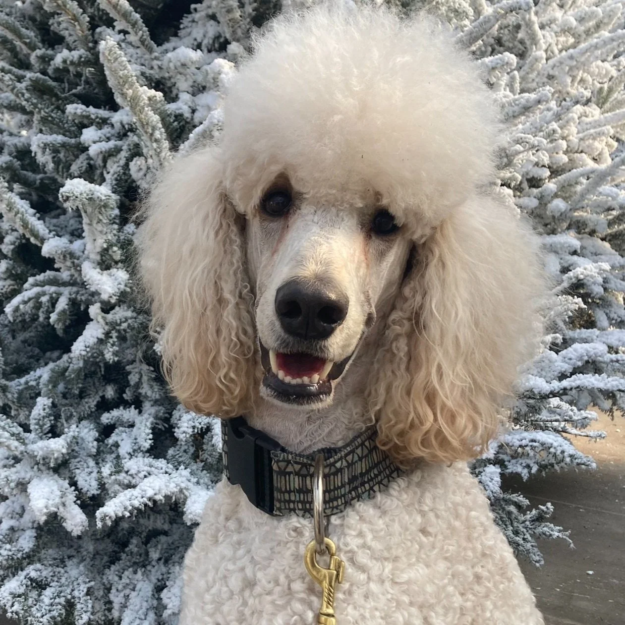 Brave Dog Behavior and Training Allen Texas