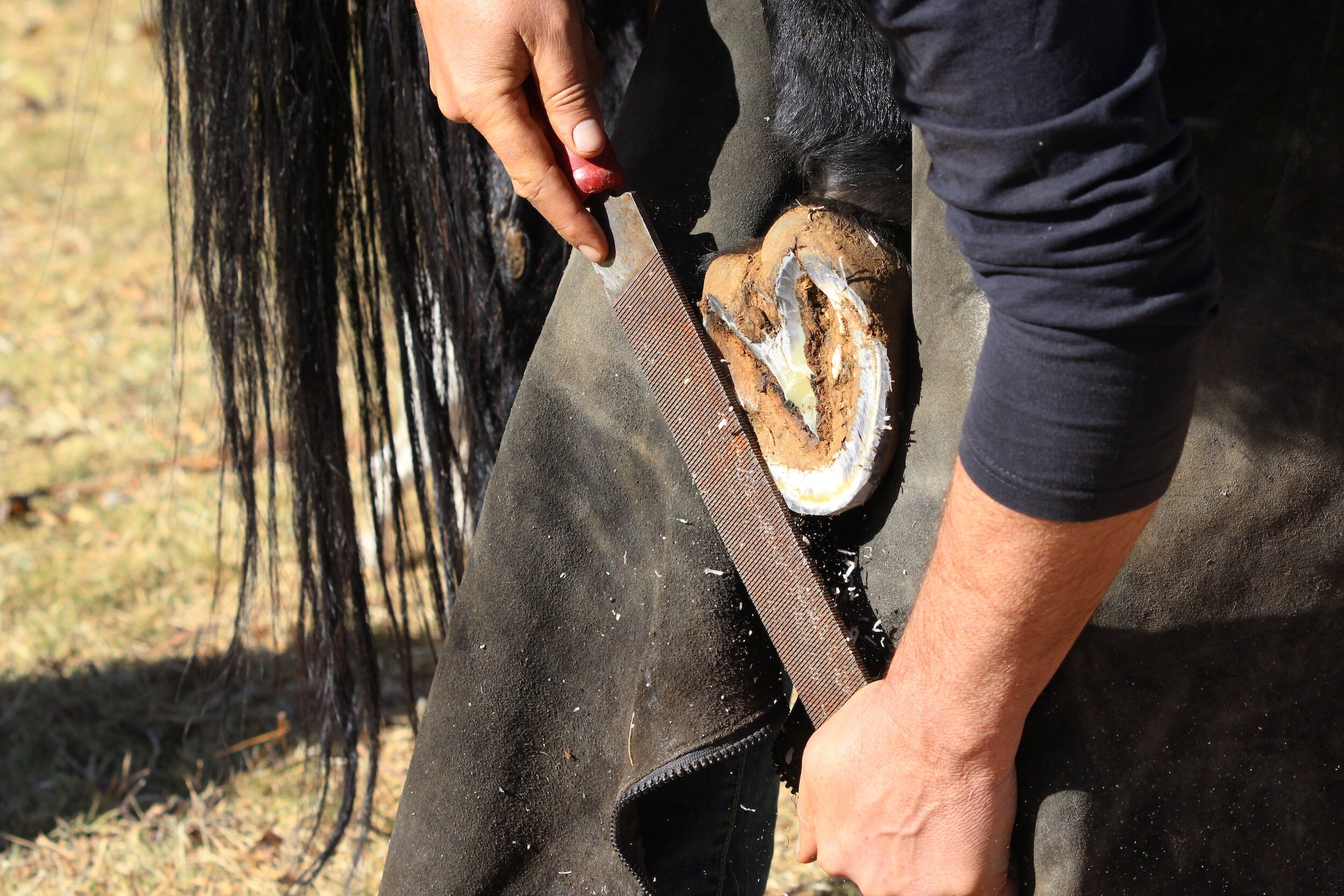 Ida Hammer Intermediate Hoof Trimming