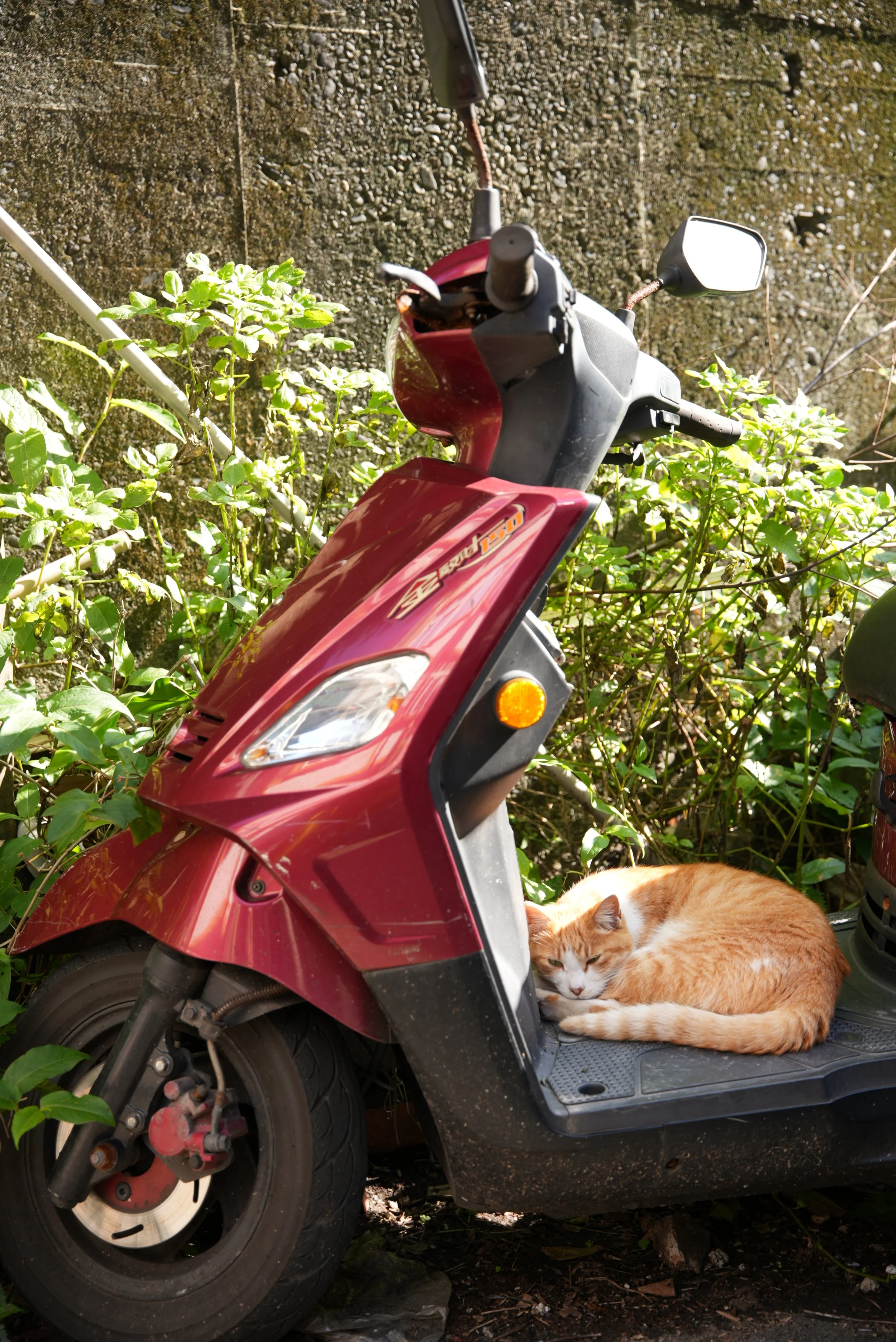 Keane Collins Wildlife Photographer