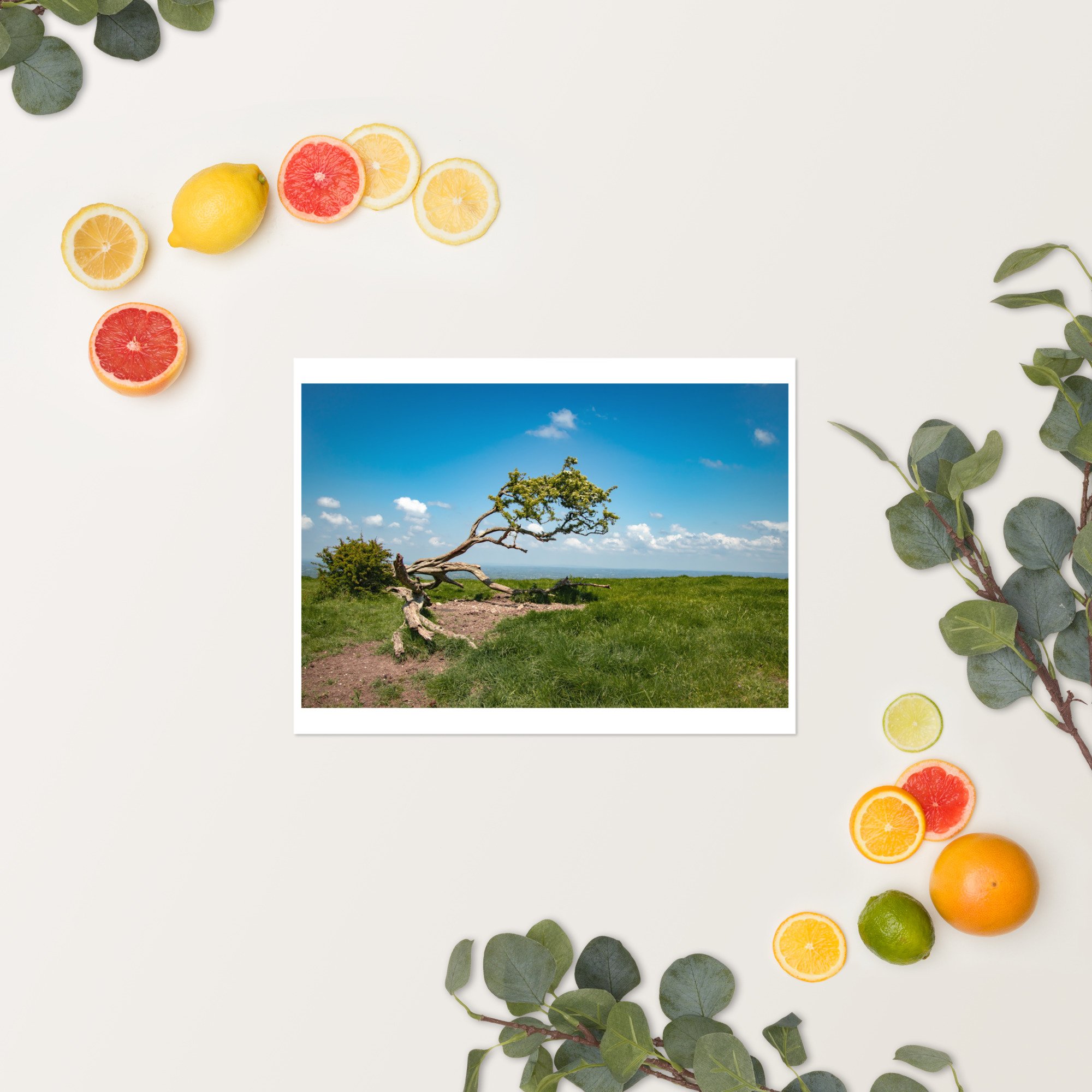 enhanced-matte-paper-poster-(in)-12x16-springsummer-652fa2d0f2492.jpg