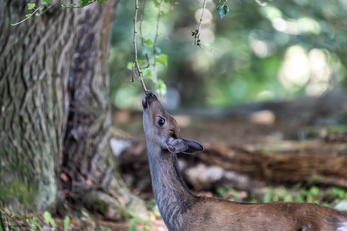 Sika and you will finda
🦌 Female Sika Deer (Cervus nippon)
📍 Brownsea Island @ntbrownsea 🇬🇧
📷 @canonuk + @sigmauk Lens
High quality prints and other items such as clothing, mugs, and tote bags are available in store. Send me a message if you