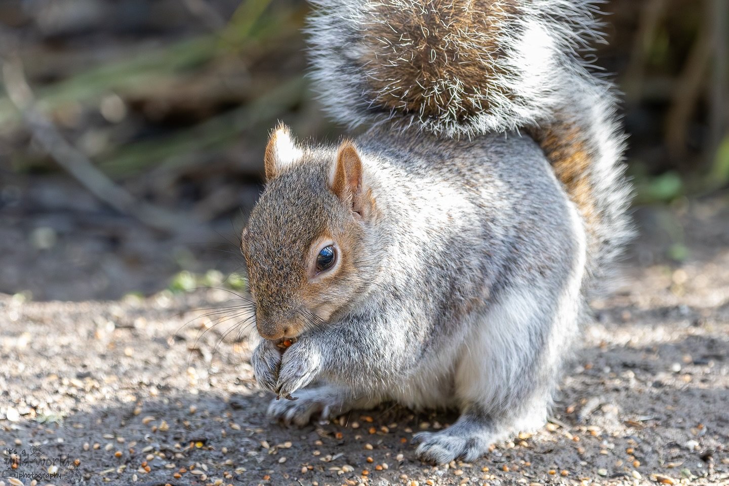 #SquirrelSaturday
Eastern Gray Squirrel (Sciurus carolinensis)
📷 @canonuk + @sigmauk Lens
📍 Woods Mill Nature Reserve, Sussex 🇬🇧
High quality prints and other items such as clothing, mugs, and tote bags are available in store. Send me a messa