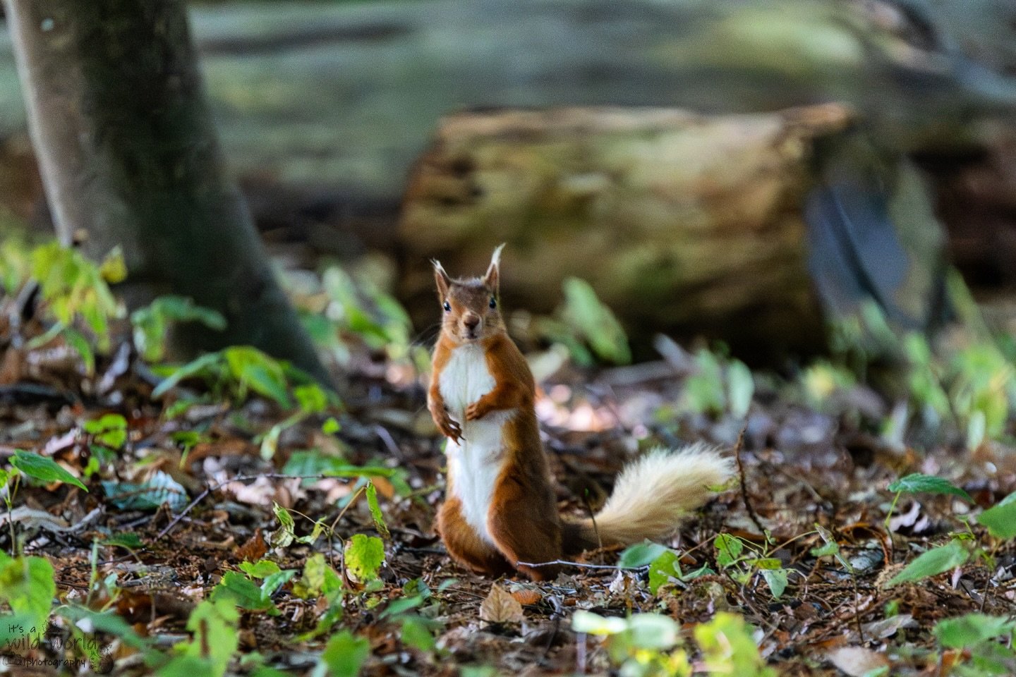 What’s today, my fine fellow?
Today? Why it’s… #SquirrelSaturday
Eurasian Red Squirrel (Sciurus vulgaris)
📍 Brownsea Island 🇬🇧
📷 @canonuk + @sigmauk Lens
High quality prints and other items such as clothing, mugs, and tot