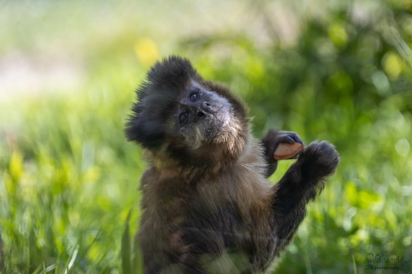π€
This is a tufted capuchin monkey who resides at Monkey World Ape Rescue Centre @mwaperescue. These capuchin monkeys are generally found in the wild in South America and the Caribbean islands. Most of the capuchins at Monkey World came from a bio-