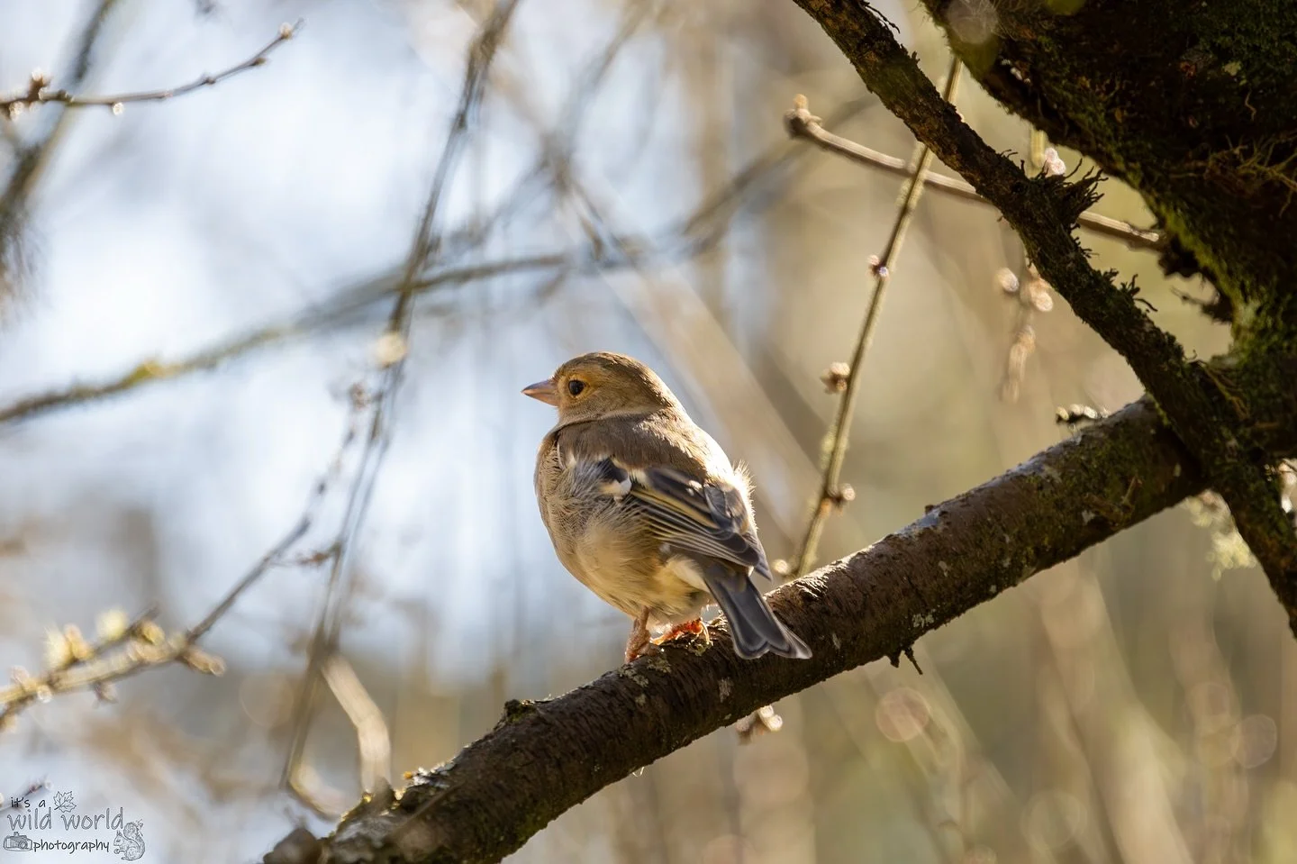 Cheeky Beak of the Week
π¦ Eurasian Chaffinch (female)
π Woods Mill, Henfield, West Sussex @sussexwildlifetrust π¬π§
π· @canonuk EOS R + @sigmauk Lens
High quality prints and other items such as clothing, mugs, and tote bags are available in sto