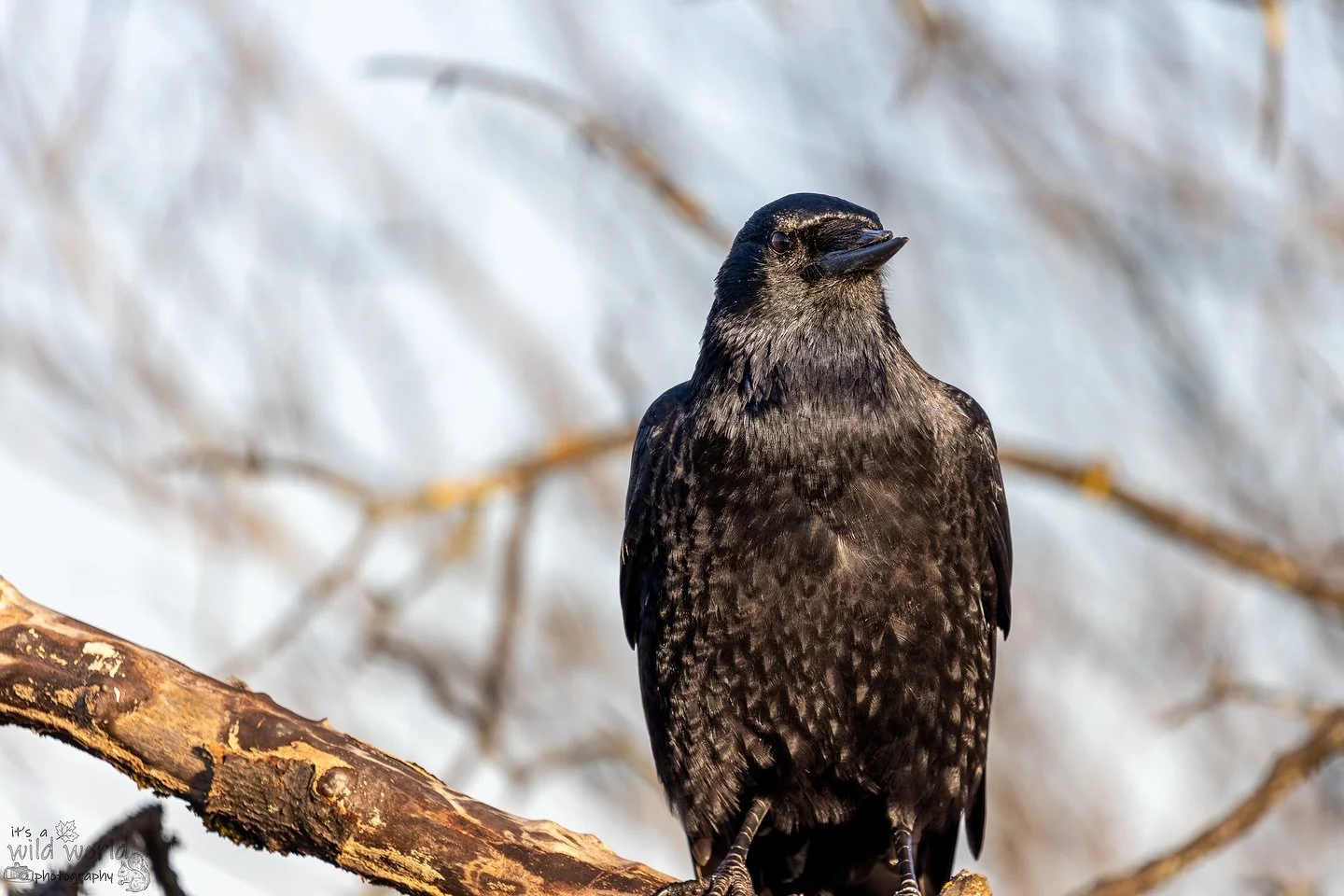 Long Live The Prince Of Darkness π€
Unique beak of the week!
Spotted this raven during a midwinter day at Lochwinnoch in Scotland. The upper side of its beak appears to have broken, or it maybe has some deformity? Bird nerds, let me know what you t
