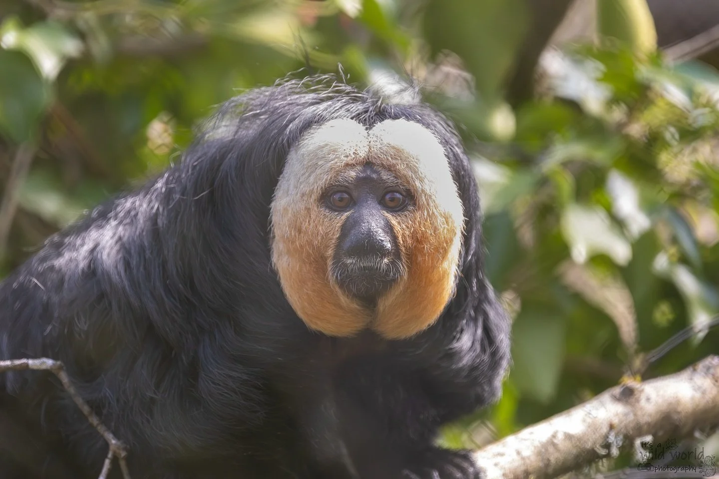 π€π€
This is Desmond, a white-faced saki monkey who resides at Monkey World Ape Rescue Centre @mwaperescue. The white-faced saki, is a species of New World saki monkey. The small bodied neotropical primate can be found in Brazil, French Guiana, Guya