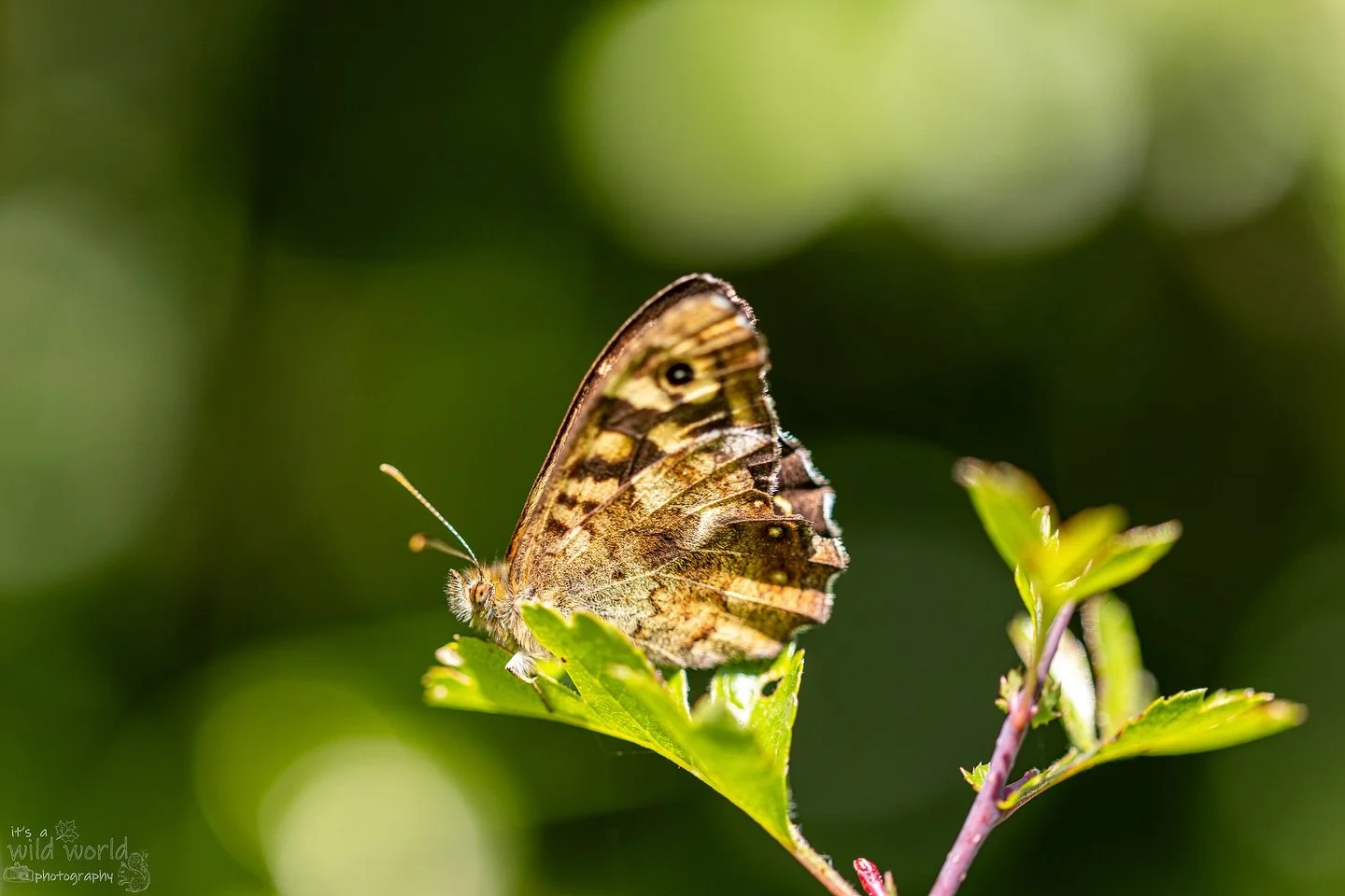 π¦ Speckled Wood Butterfly (pararge aegeria)
π East Sussex @sussexwildlifetrust π¬π§
π· @canonuk EOS R + @sigmauk Macro Lens
High quality prints and other items such as clothing, mugs, and tote bags are available in store. Send me a message if yo
