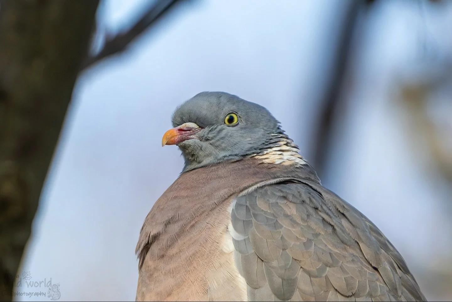 Beak of the Week!
π¦: Common Wood Pigeon (Columba palumbus)
π·: @canonuk EOS R & @sigmauk Lens
π: Hove, East Sussex π¬π§
High quality prints and other items such as clothing, mugs, and tote bags are available in store. Send me a message if yo