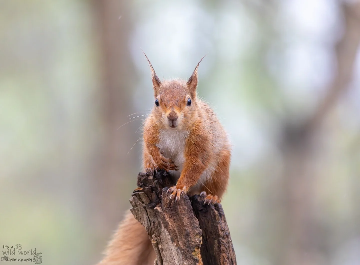 π§‘
#SquirrelSaturday
Eurasian Red Squirrel (Sciurus vulgaris)
π Brownsea Island, UK π¬π§
π· @canonuk + @sigmauk Lens
High quality prints and other items such as clothing, mugs, and tote bags are available in store. Send me a message if you wou